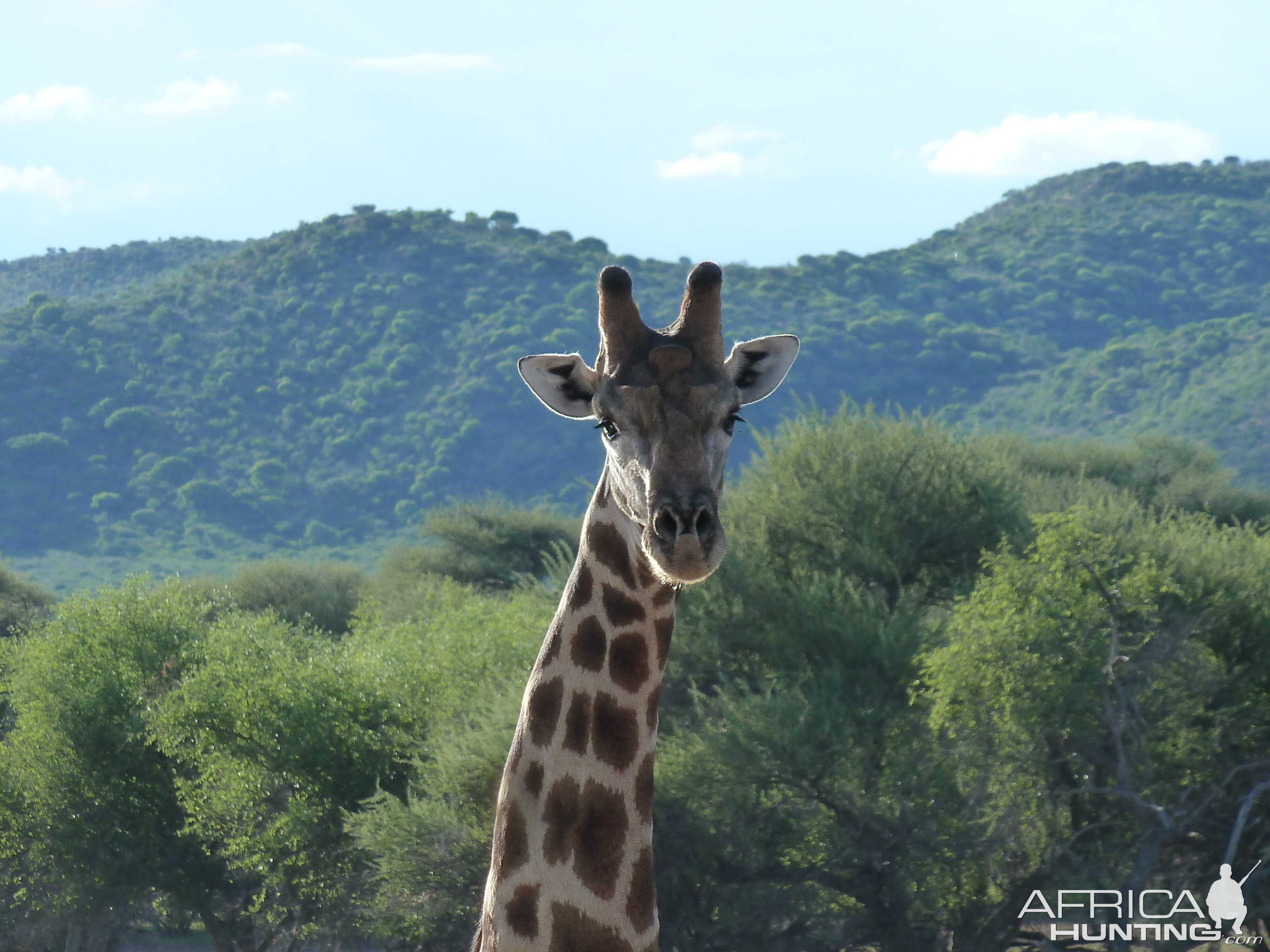 Giraffe Namibia