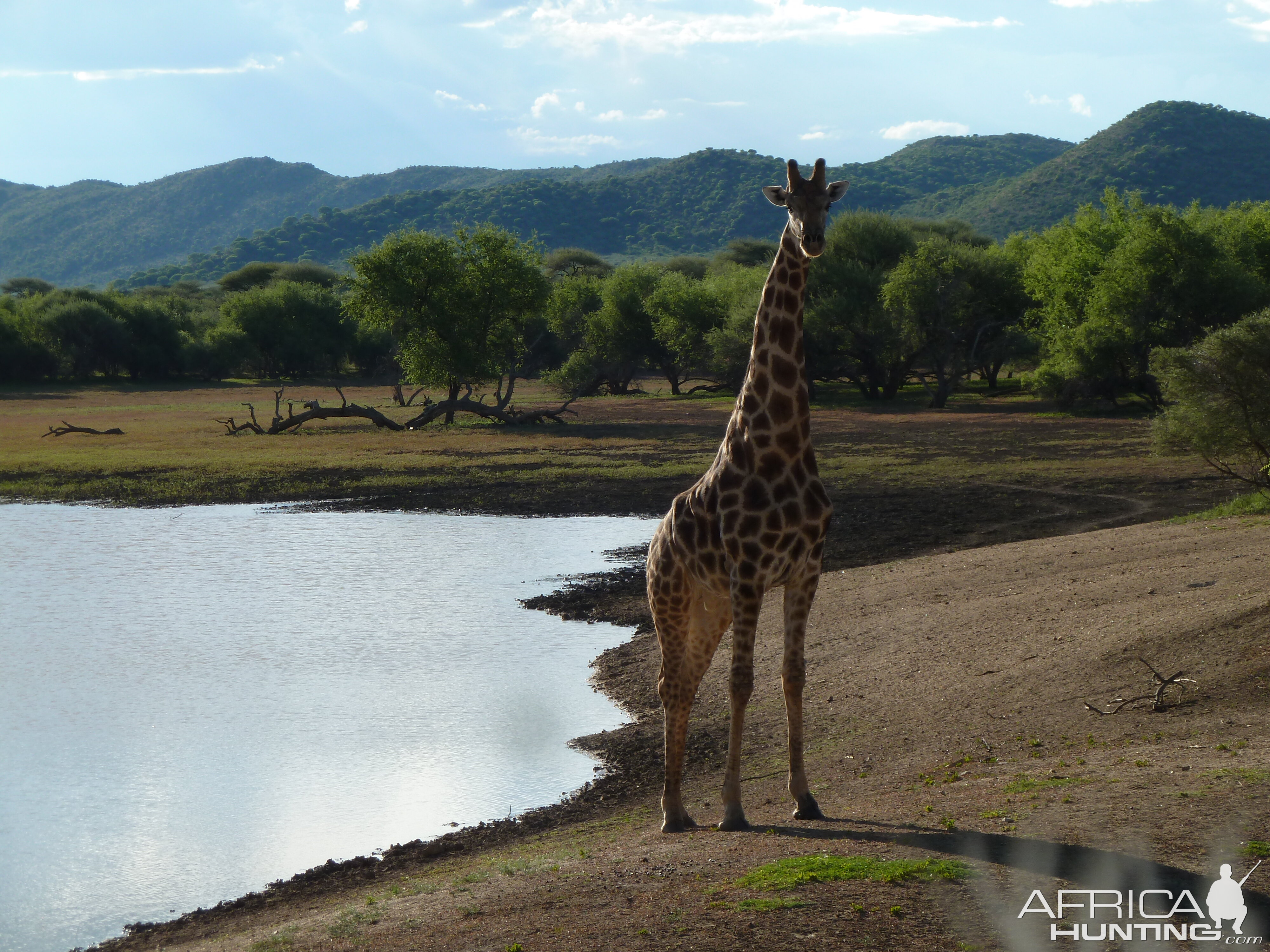 Giraffe Namibia