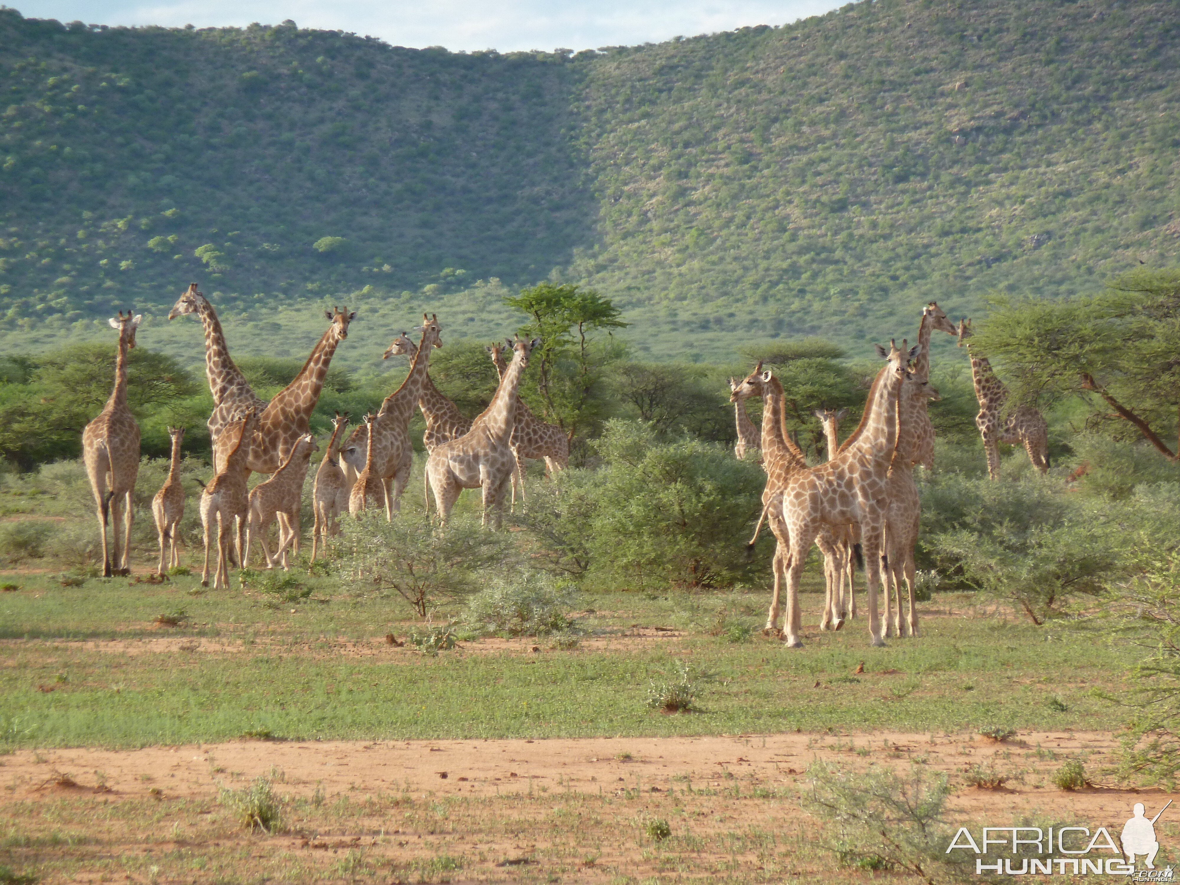 Giraffe Namibia