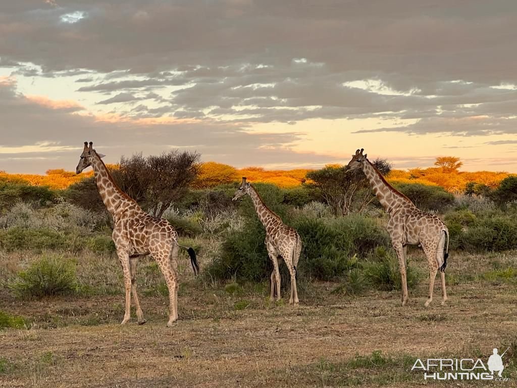 Giraffe Namibia