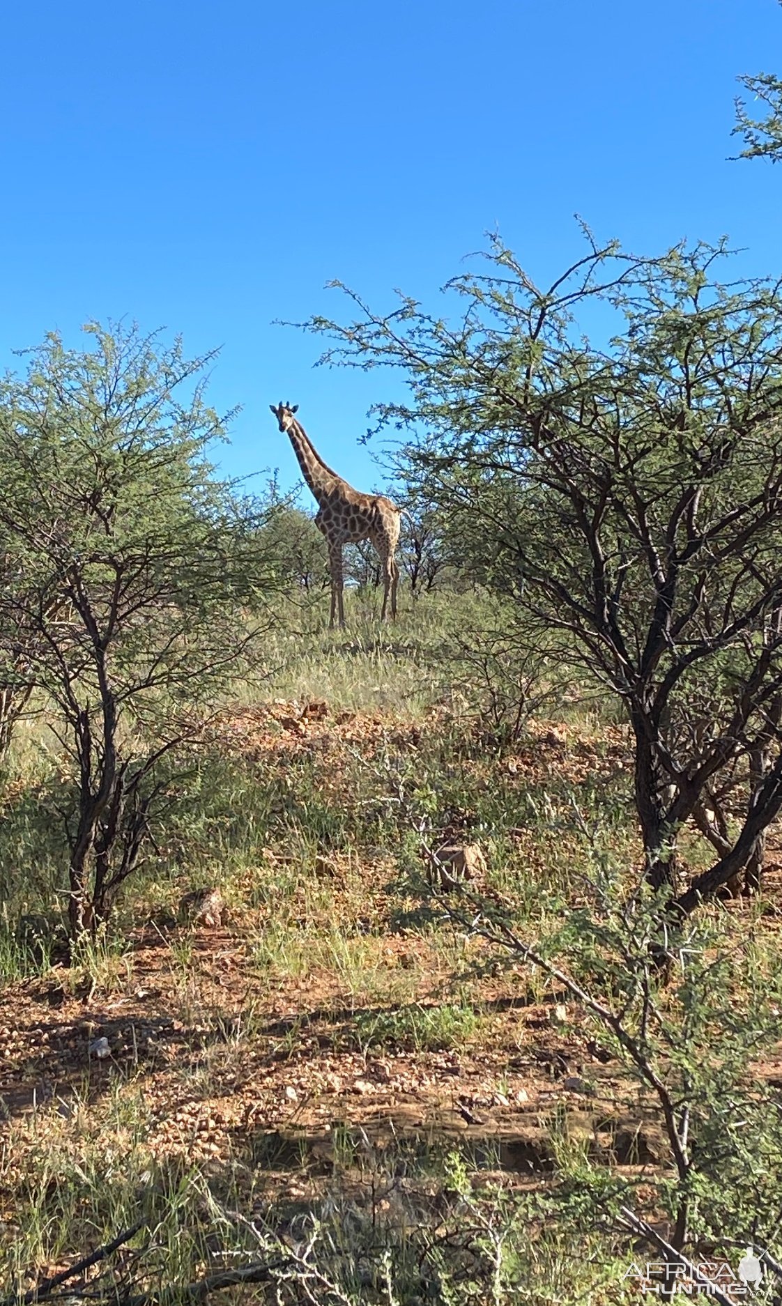 Giraffe Namibia