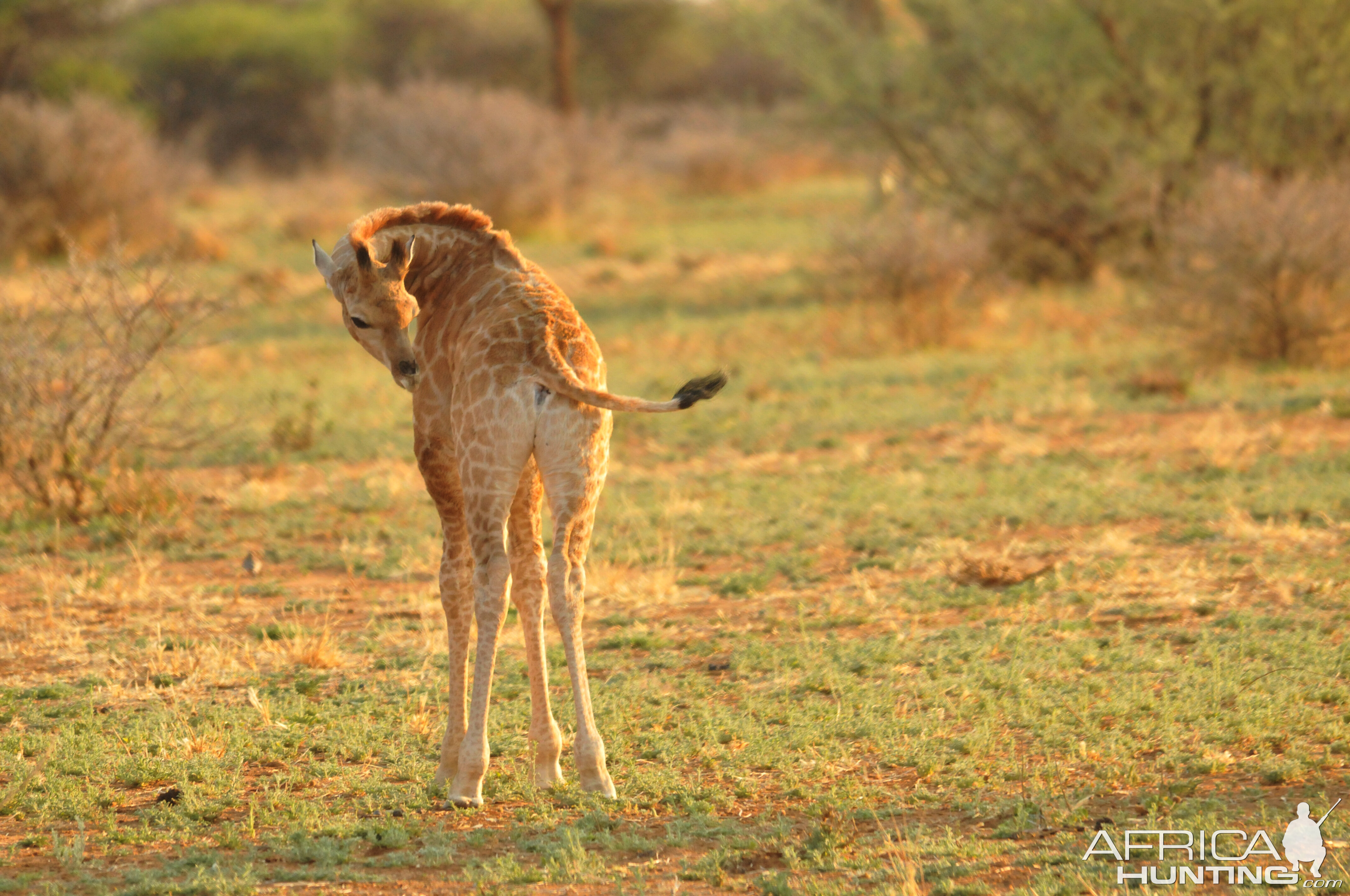 Giraffe Namibia