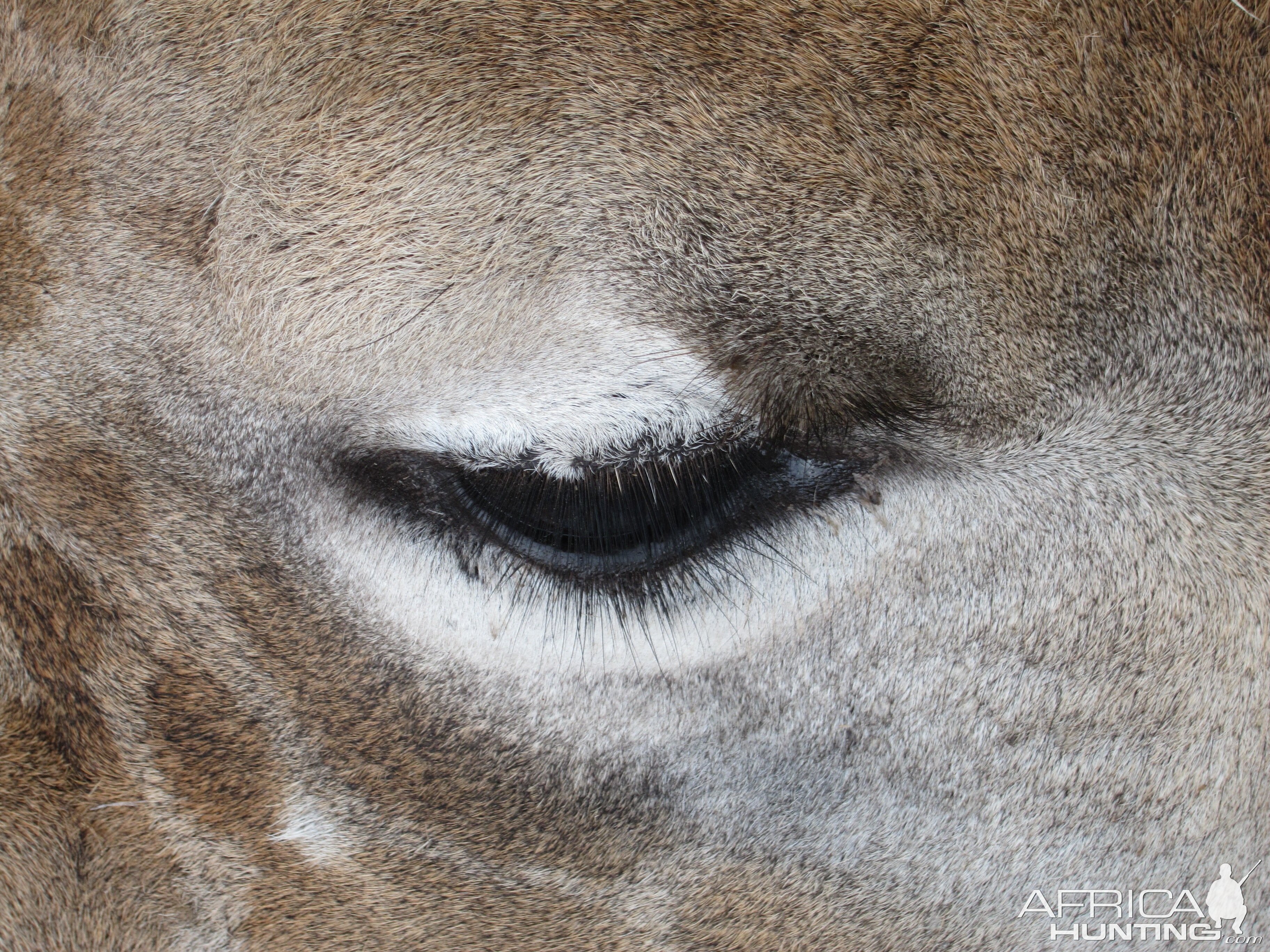 Giraffe Namibia