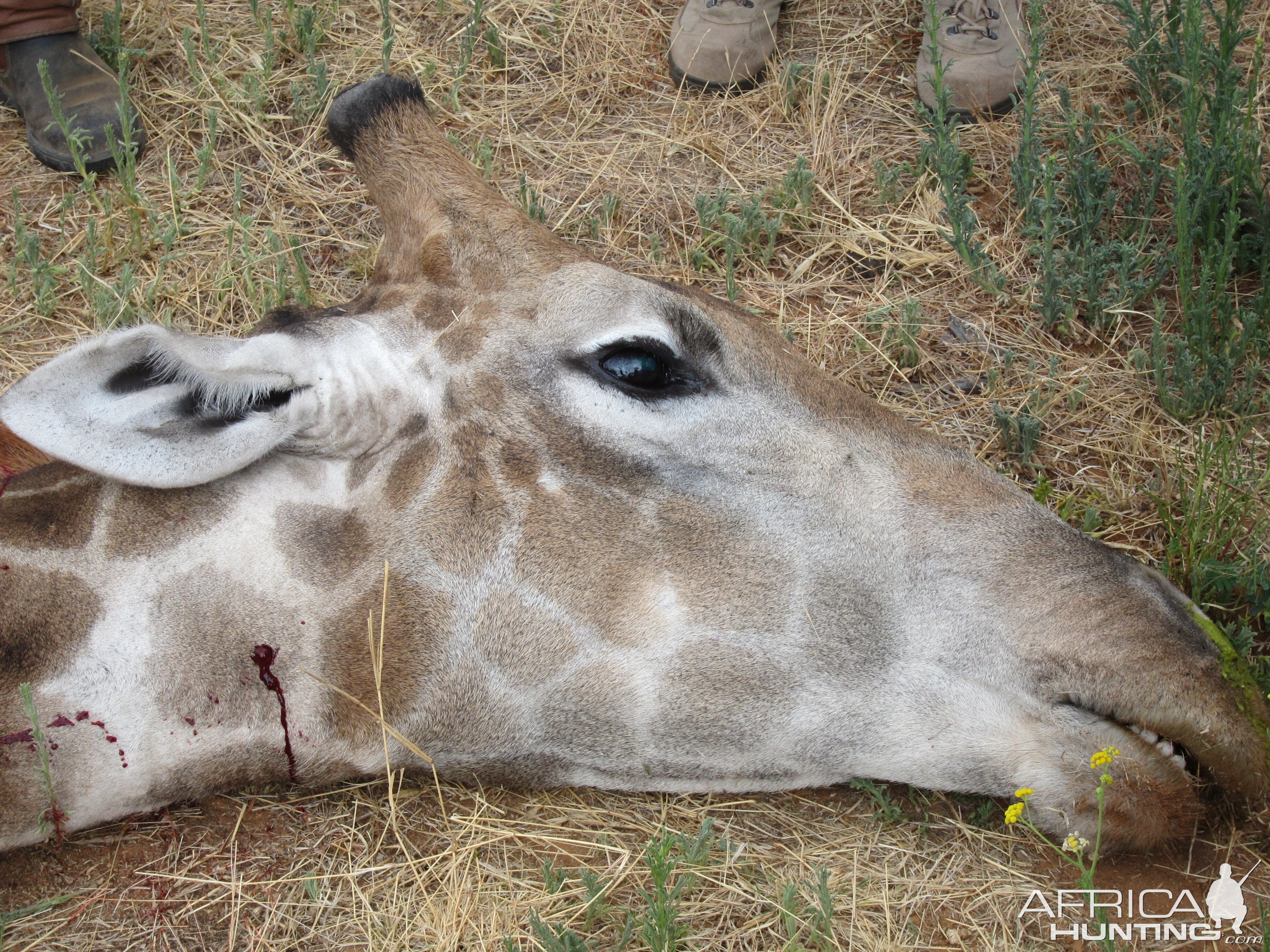 Giraffe Namibia