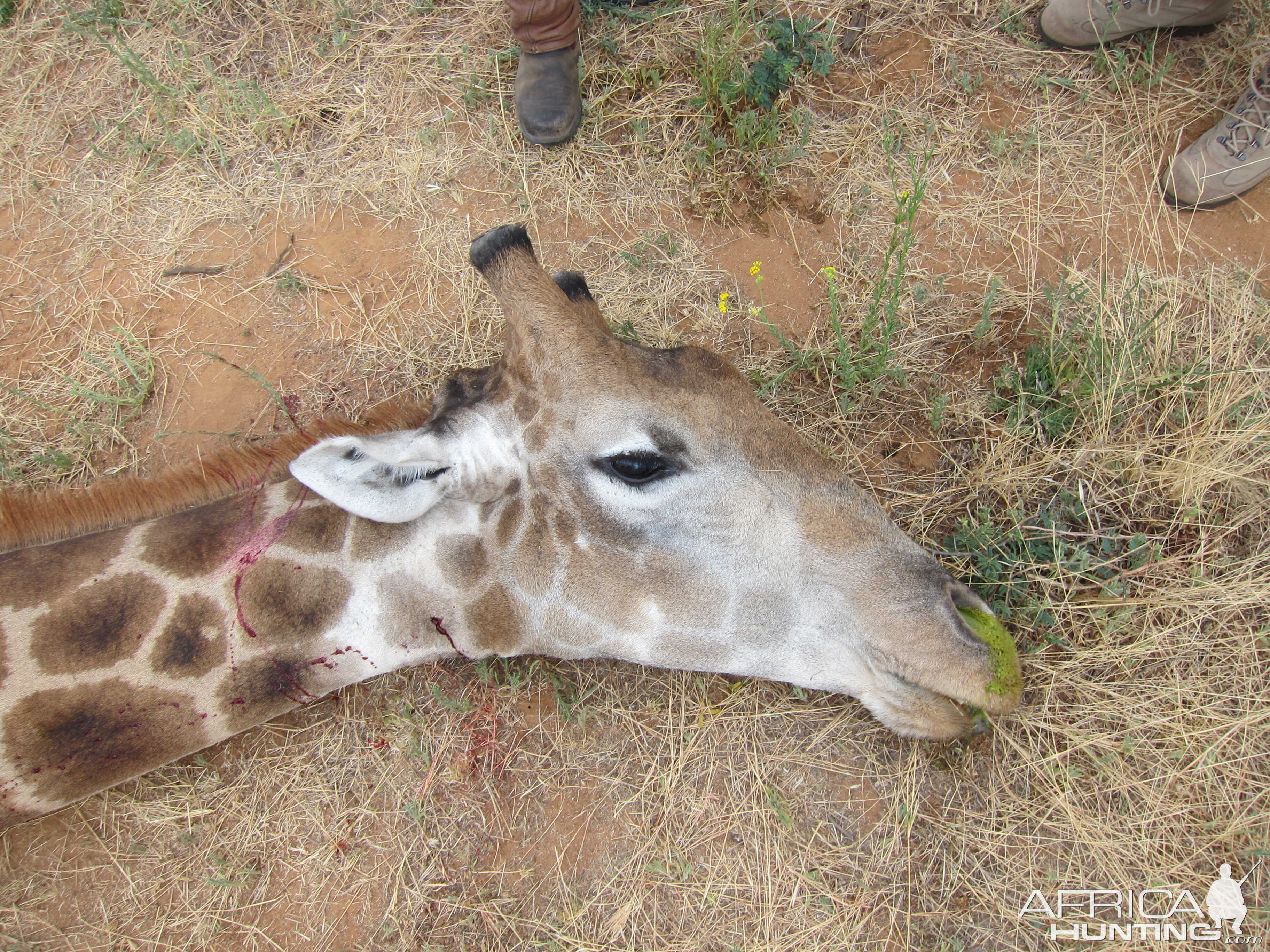 Giraffe Namibia