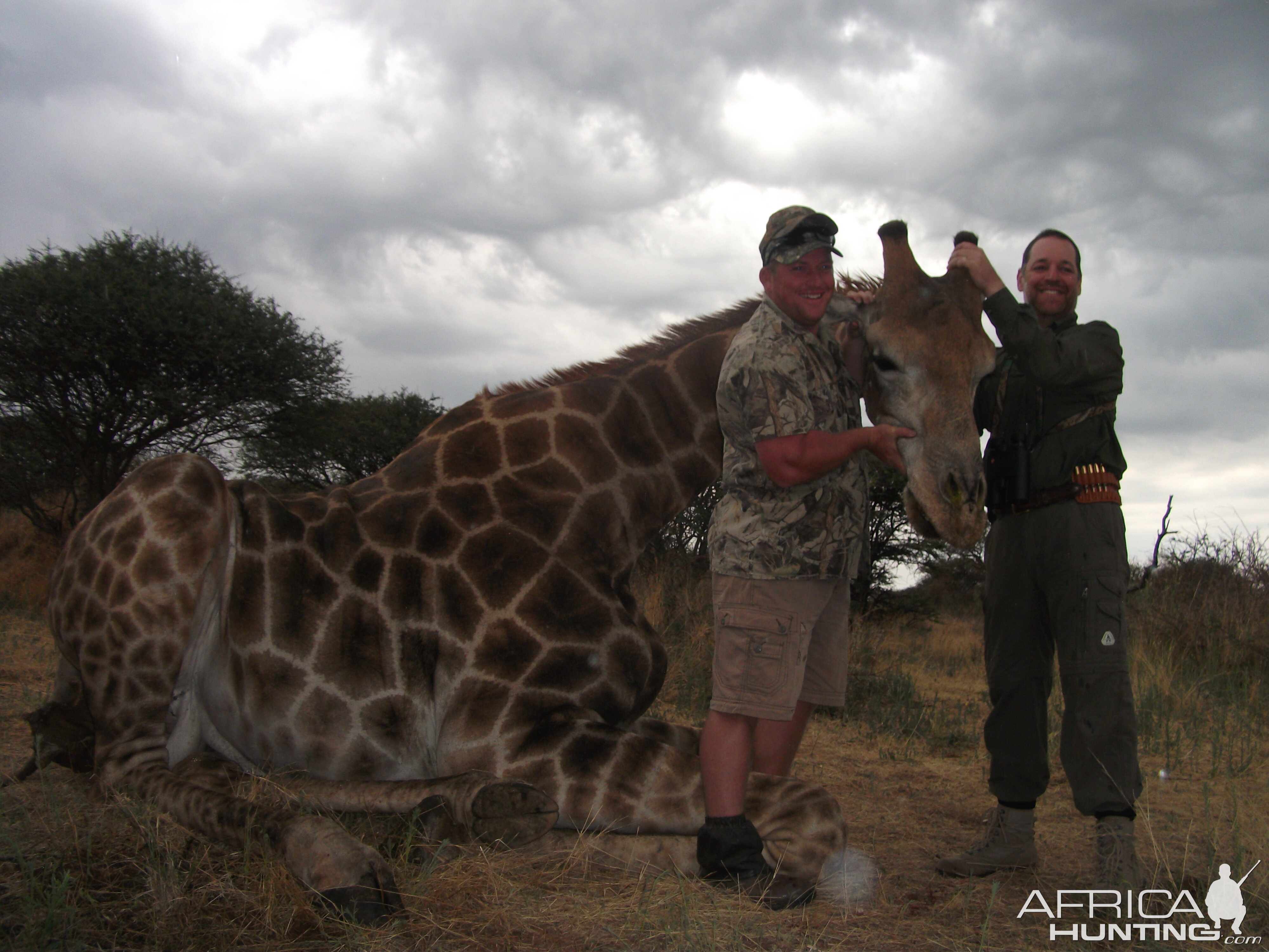 Giraffe Namibia