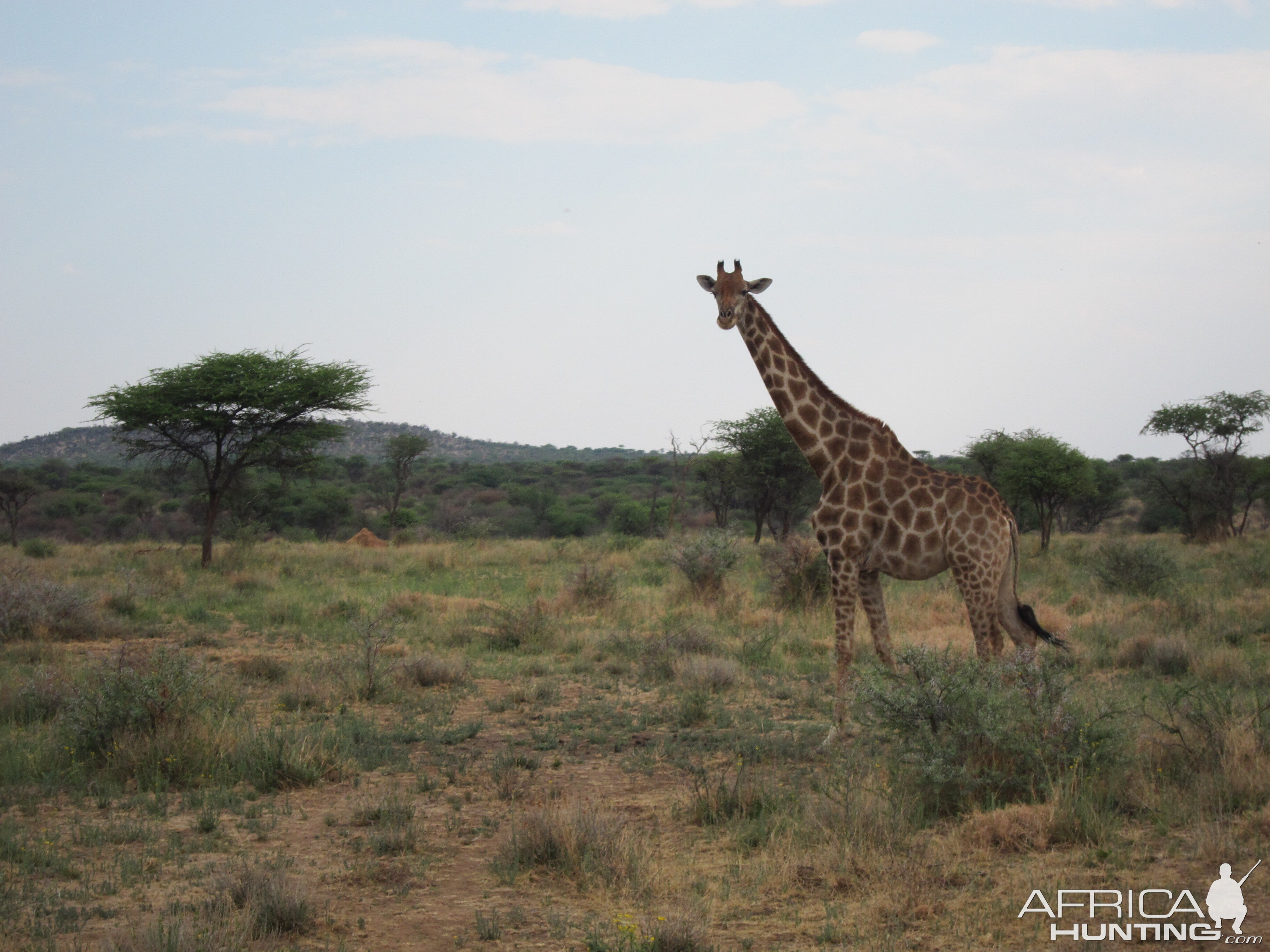 Giraffe Namibia