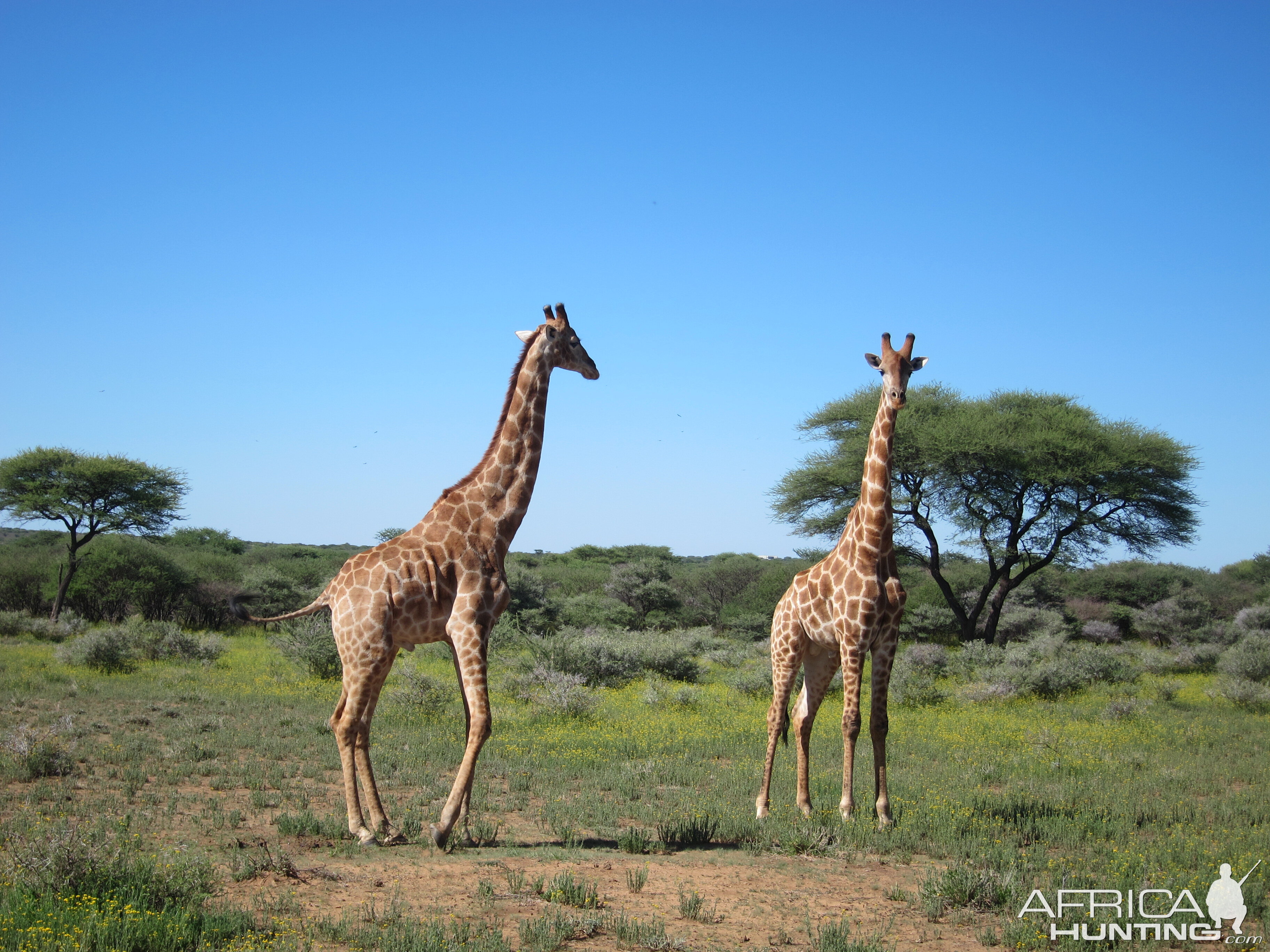 Giraffe Namibia