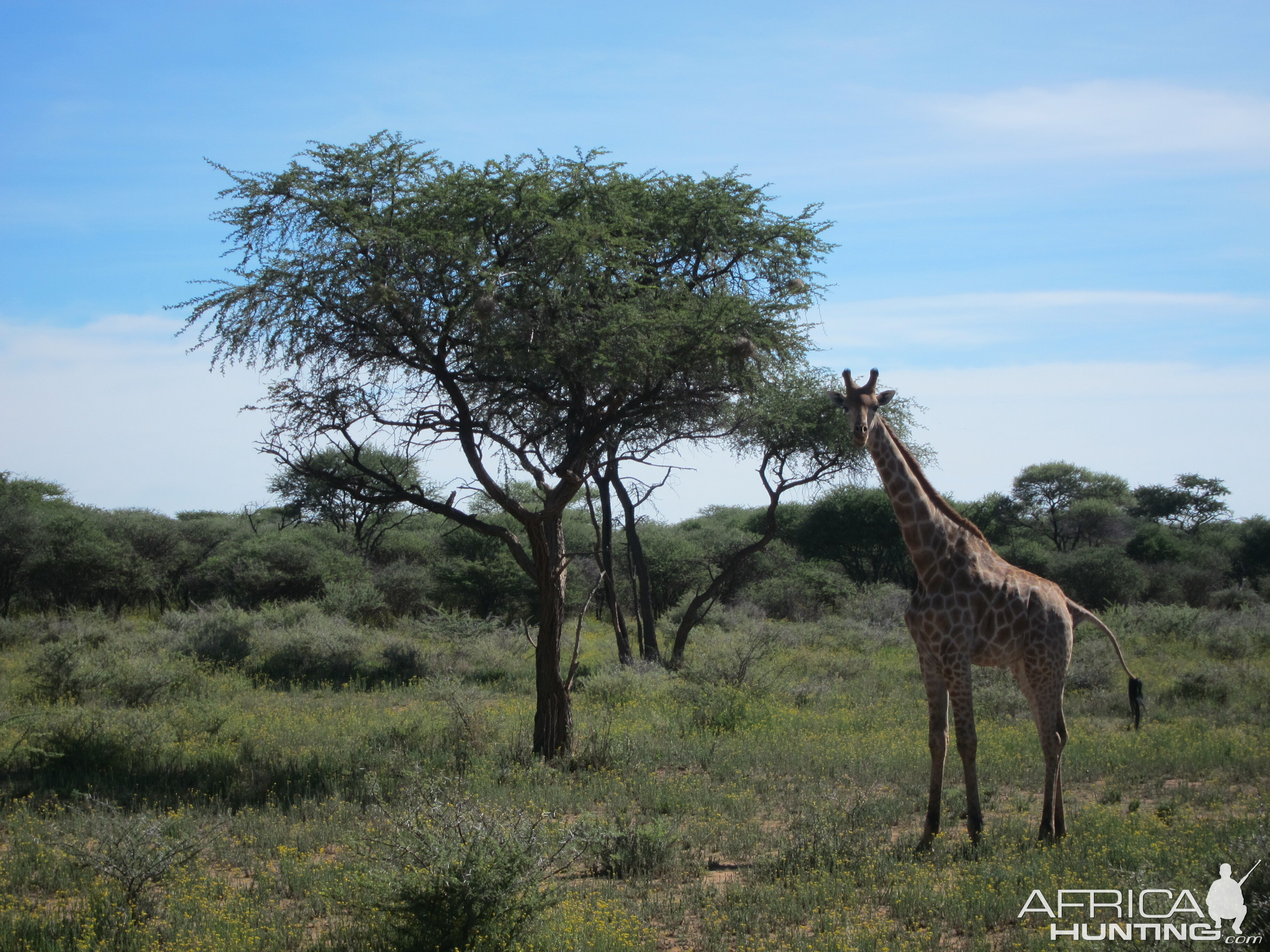 Giraffe Namibia