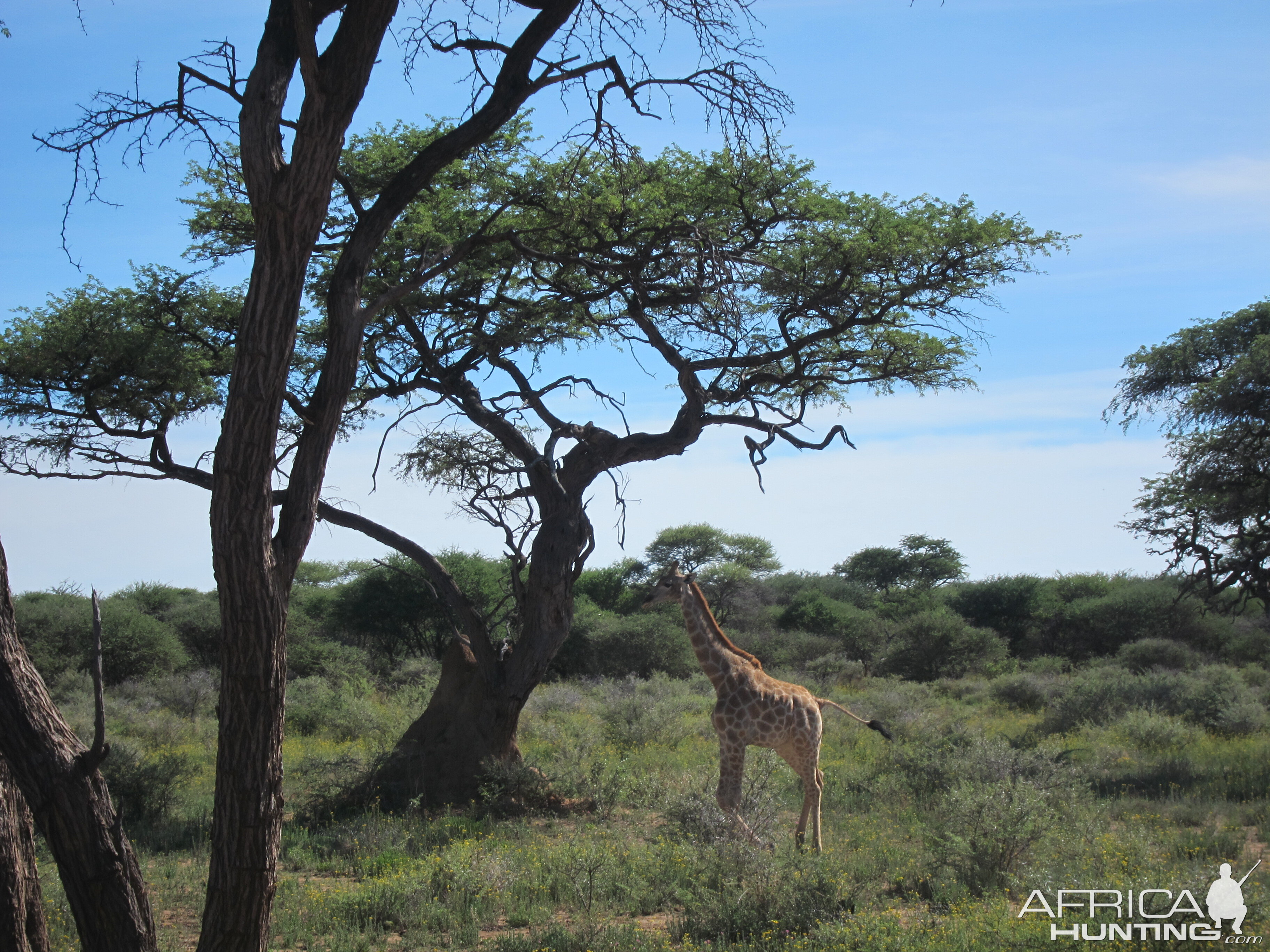 Giraffe Namibia