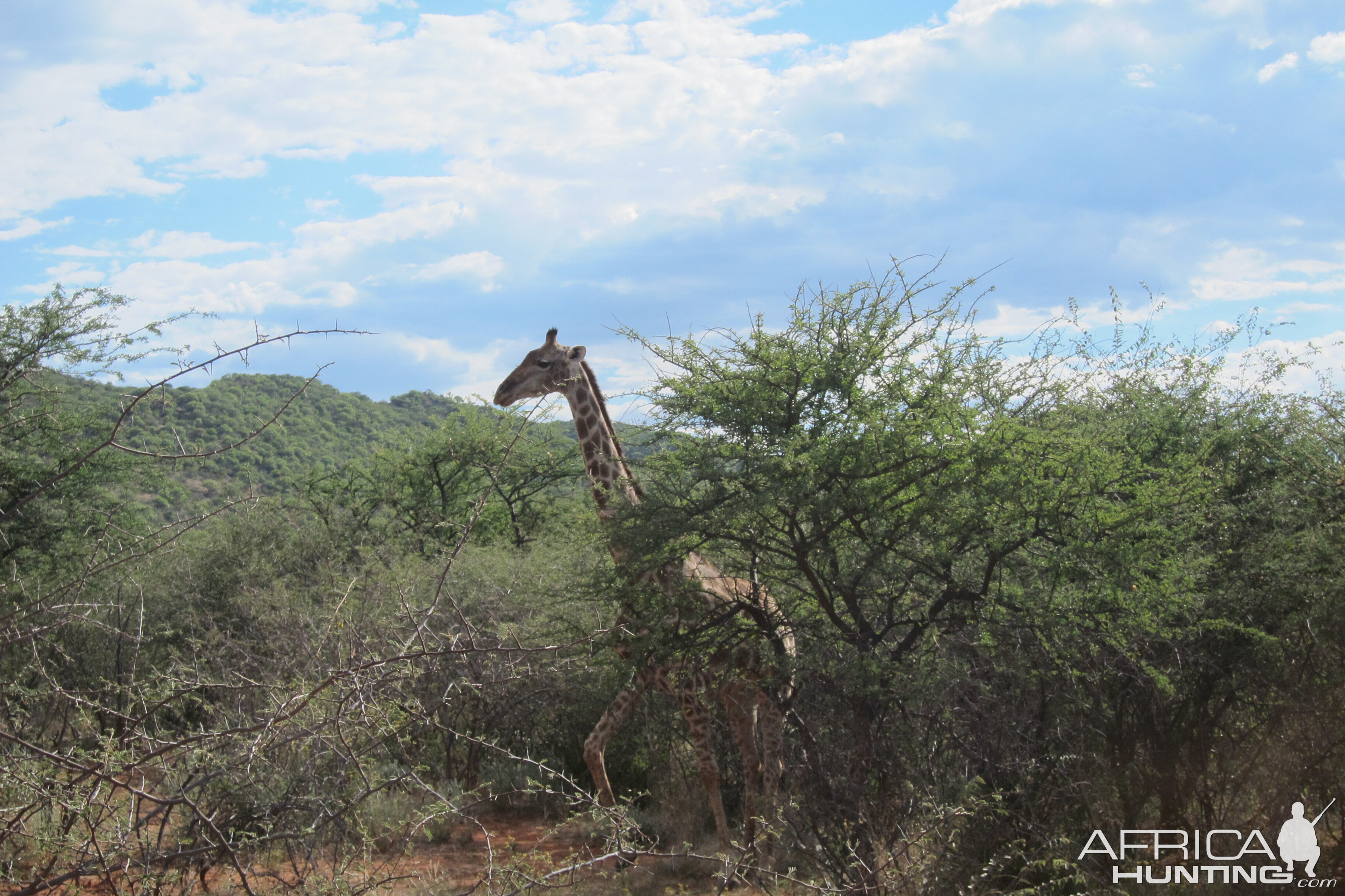 Giraffe Namibia