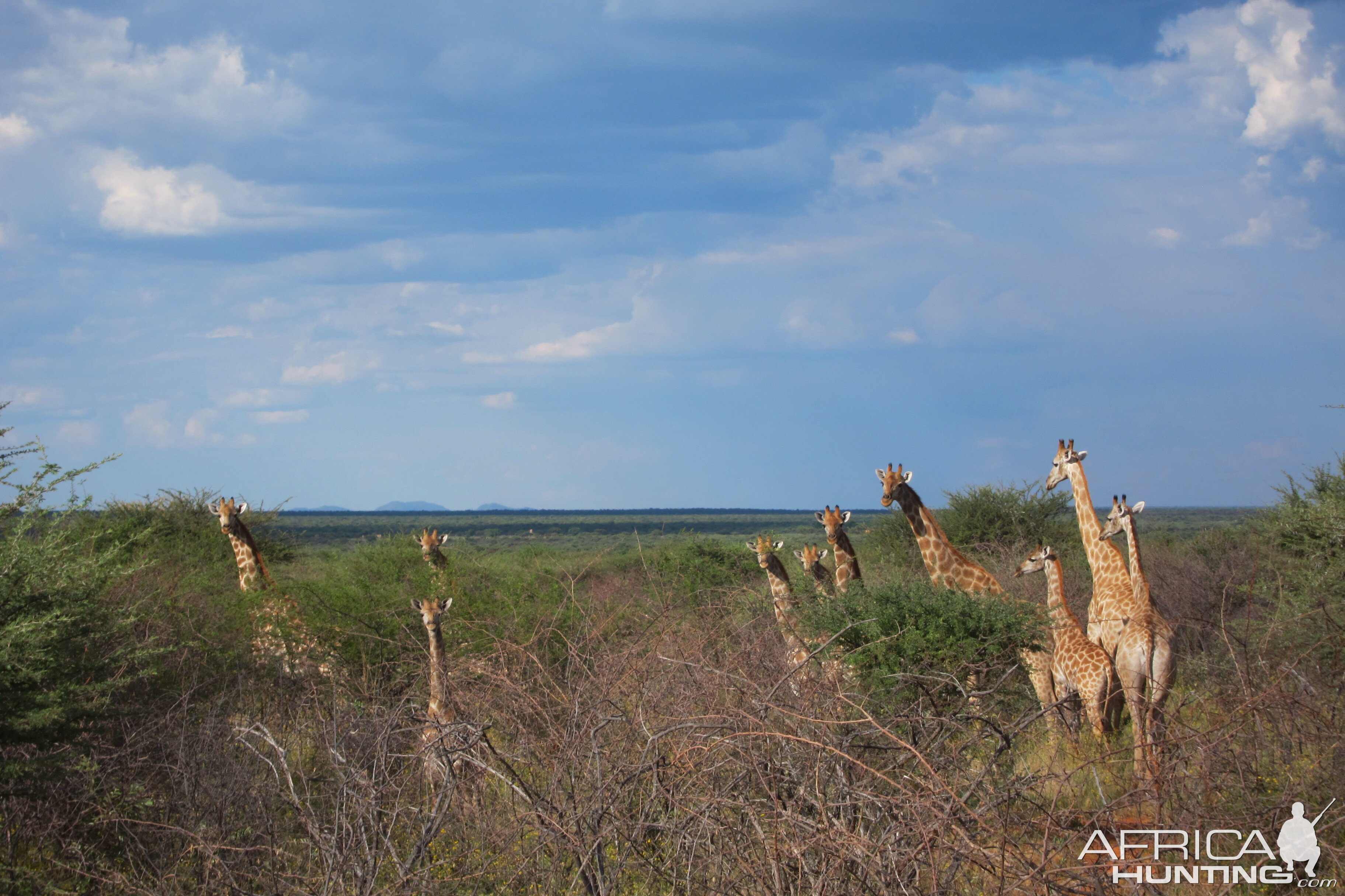 Giraffe Namibia