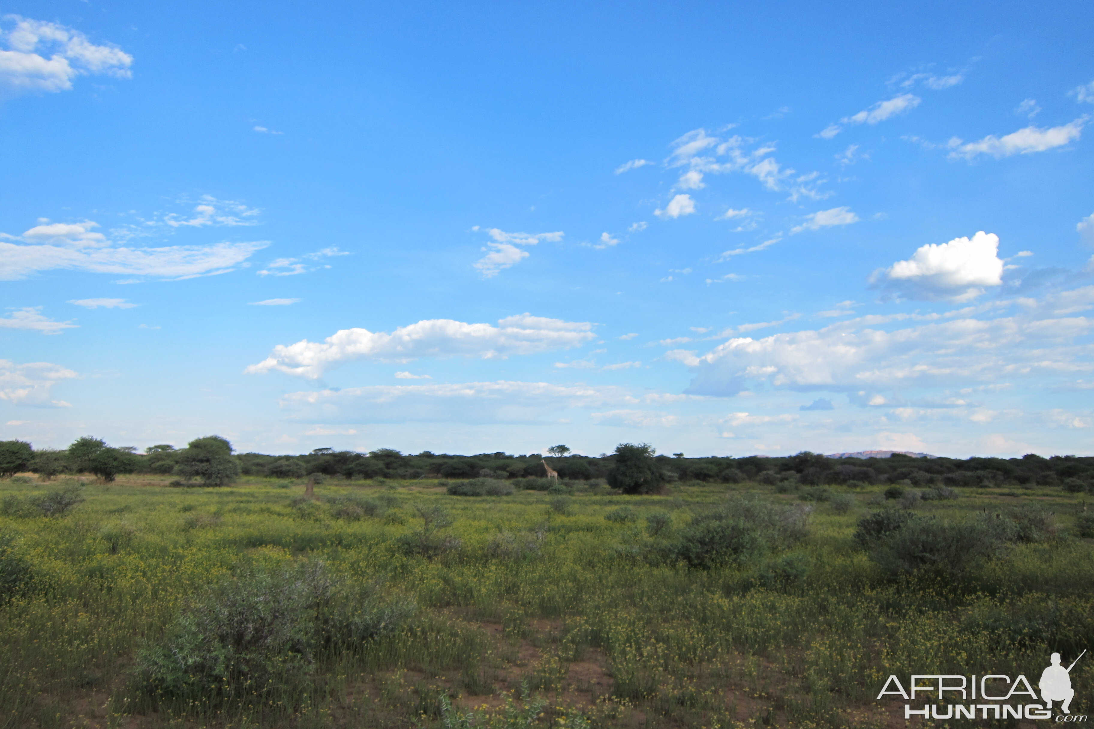 Giraffe Namibia