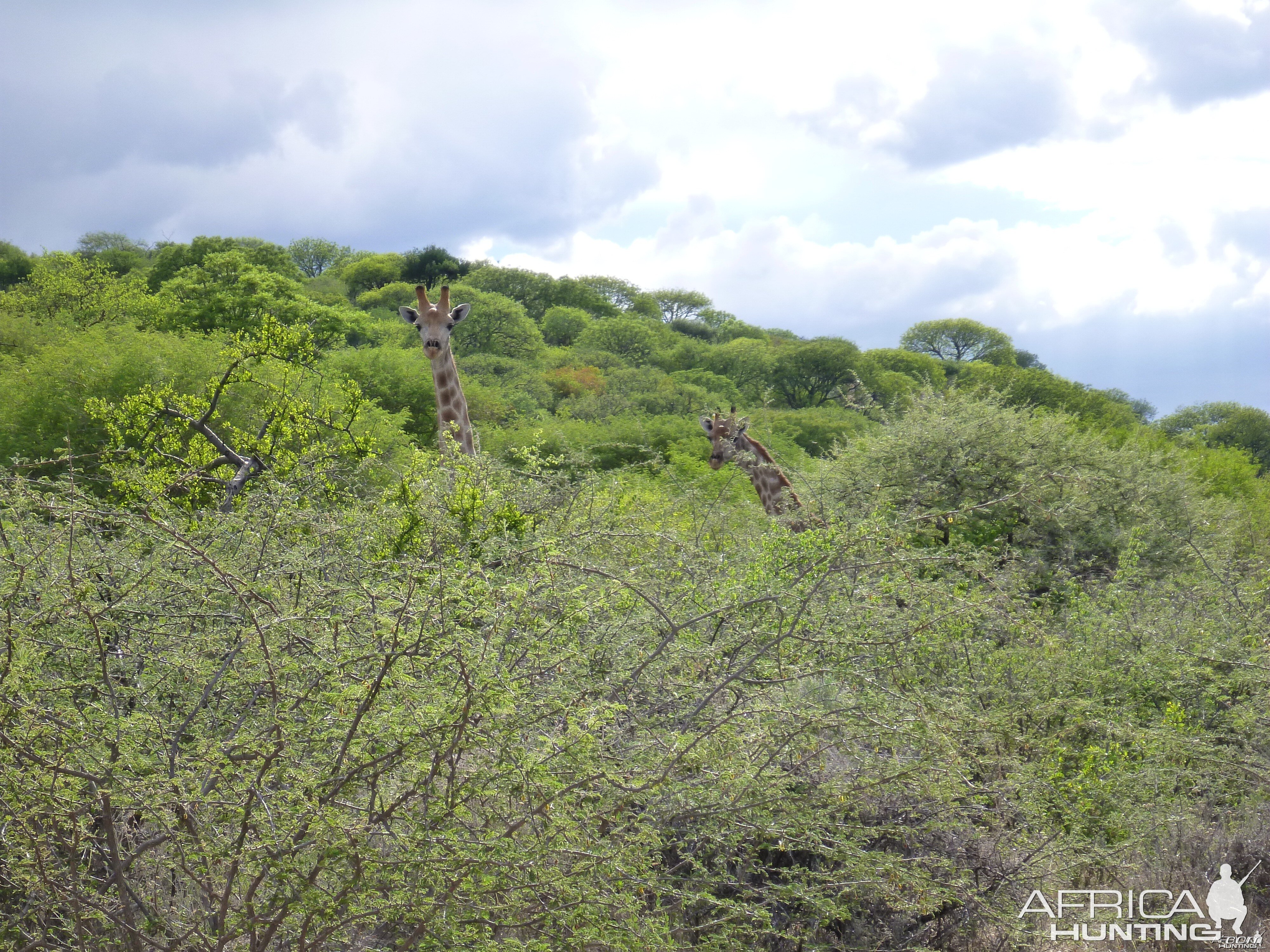 Giraffe Namibia