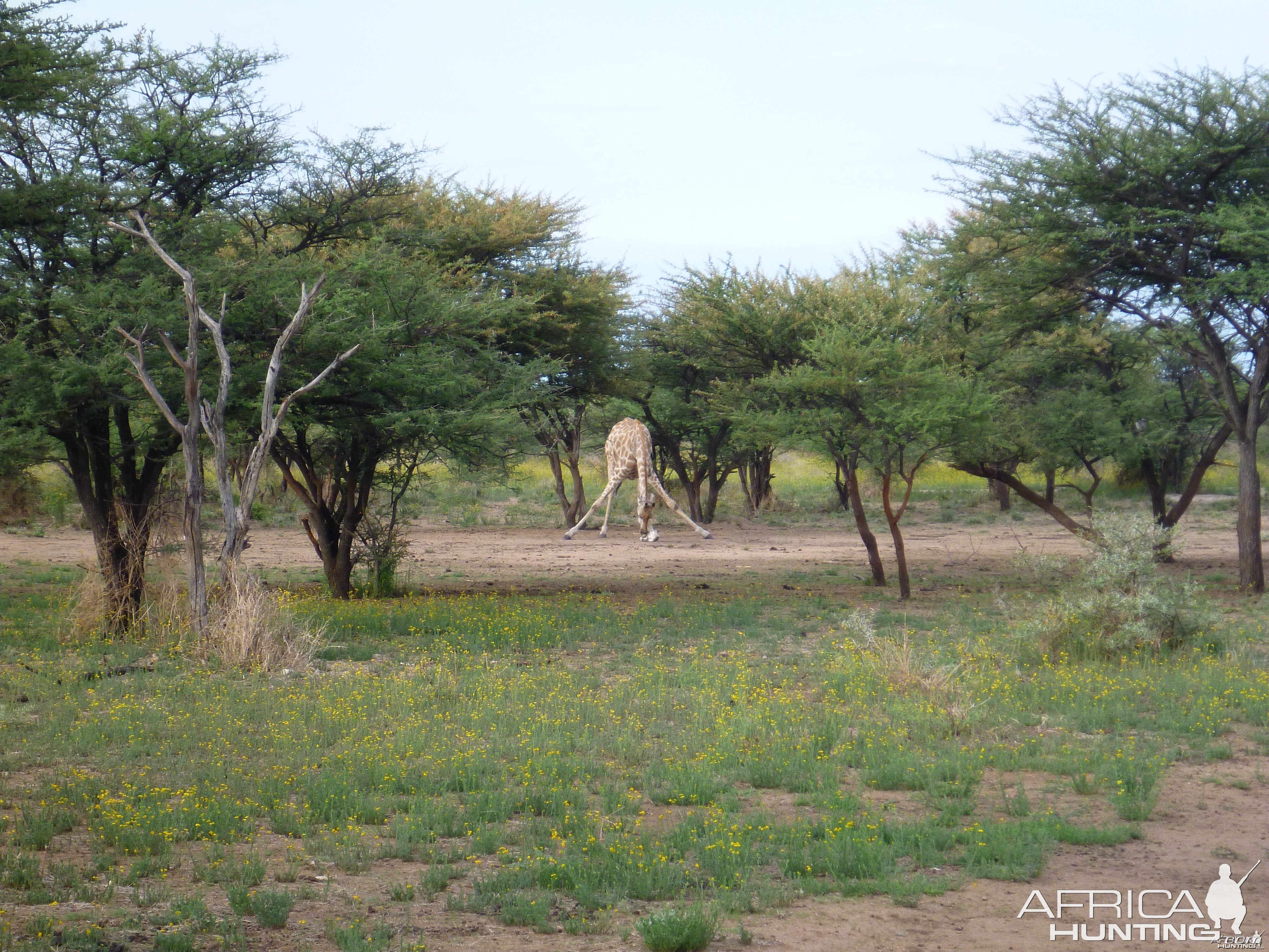 Giraffe Namibia