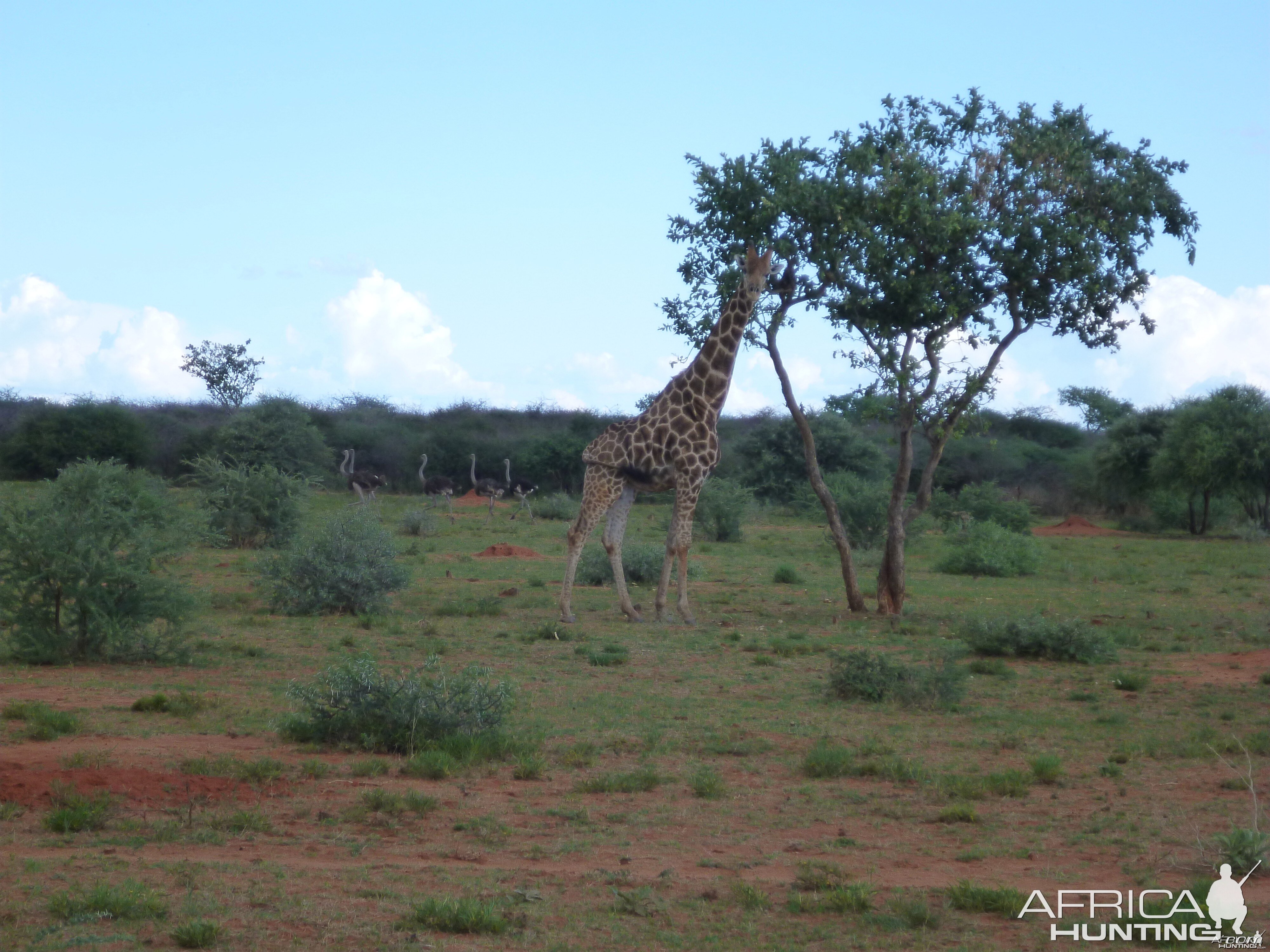 Giraffe Namibia