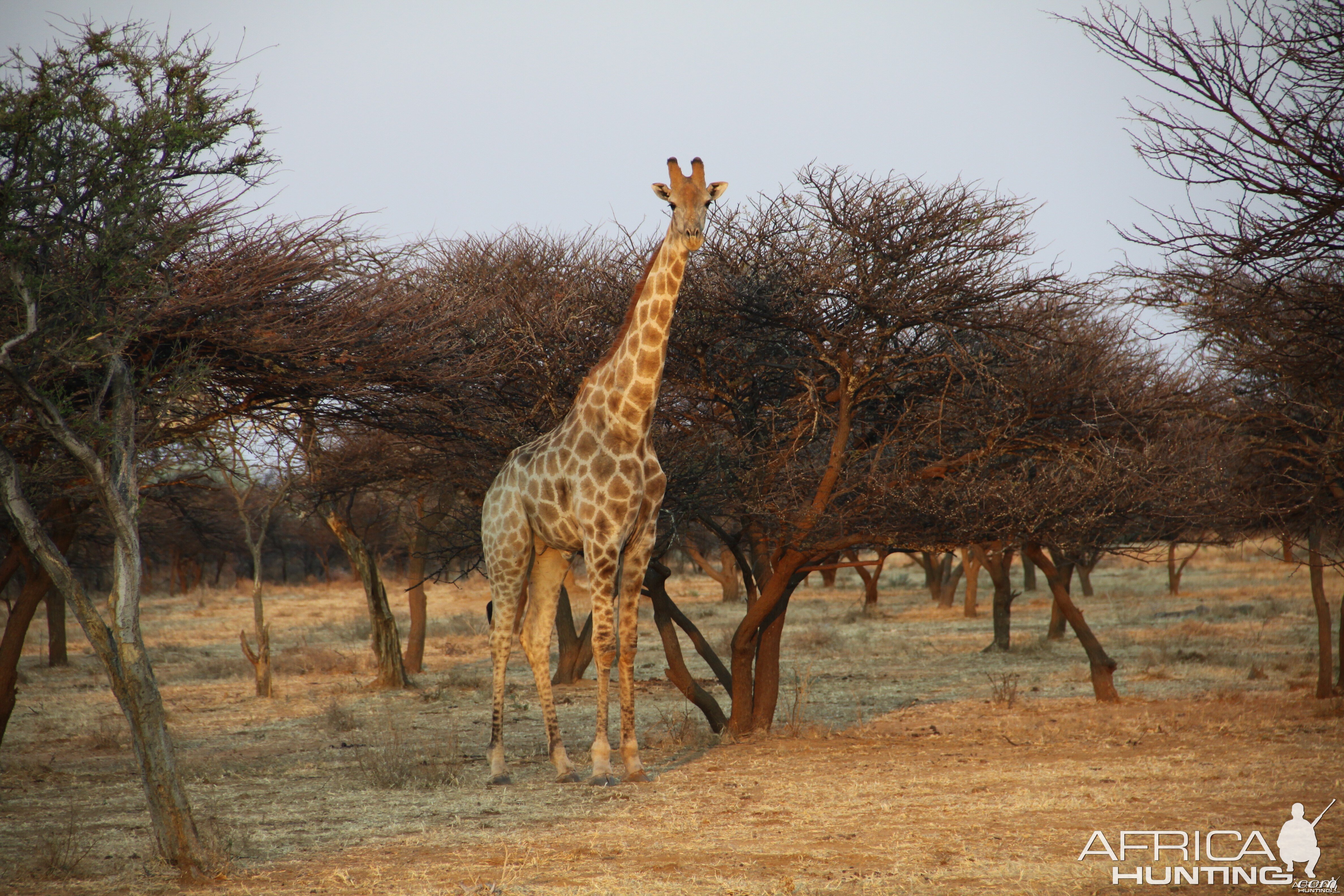 Giraffe Namibia