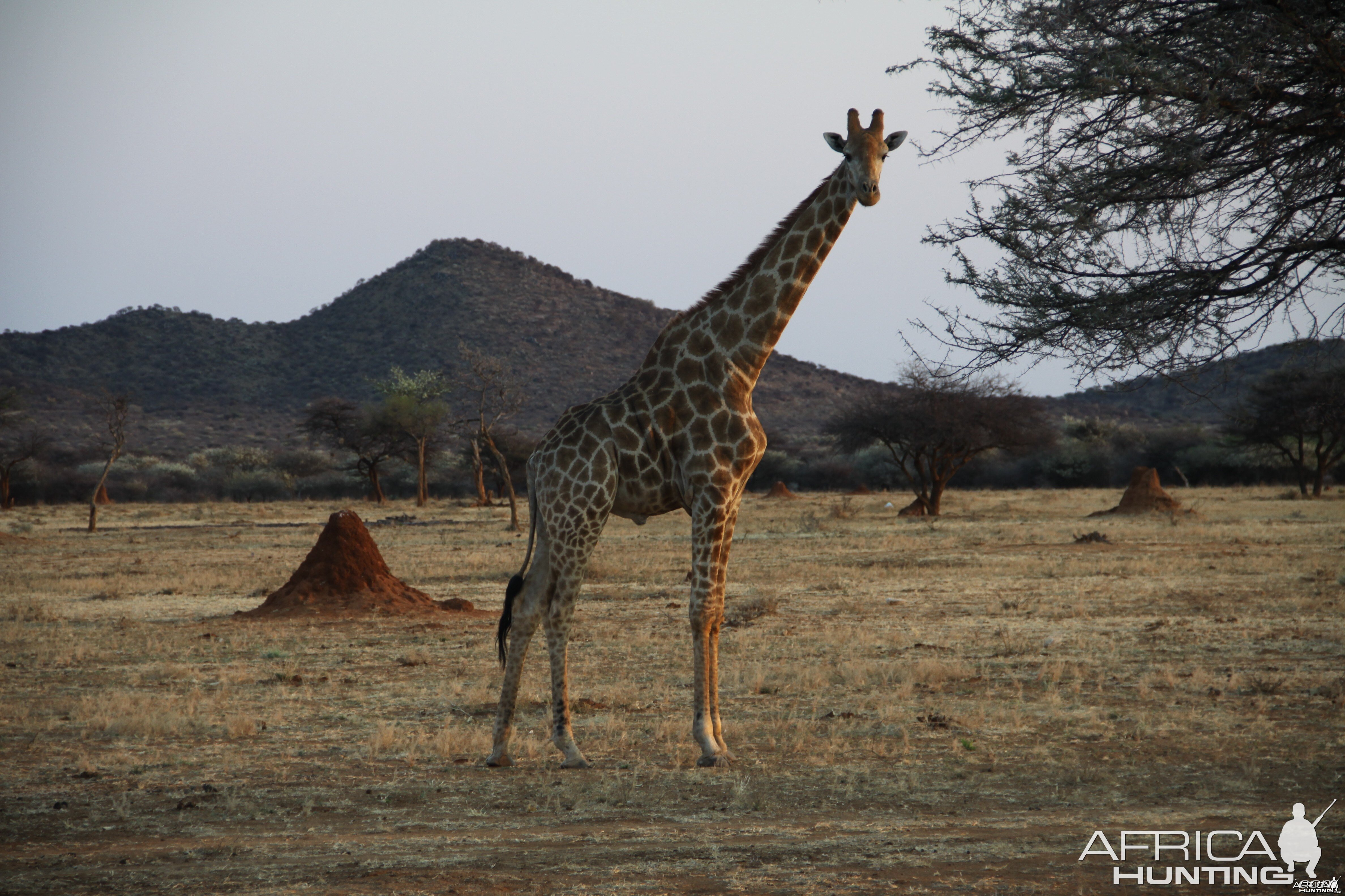 Giraffe Namibia