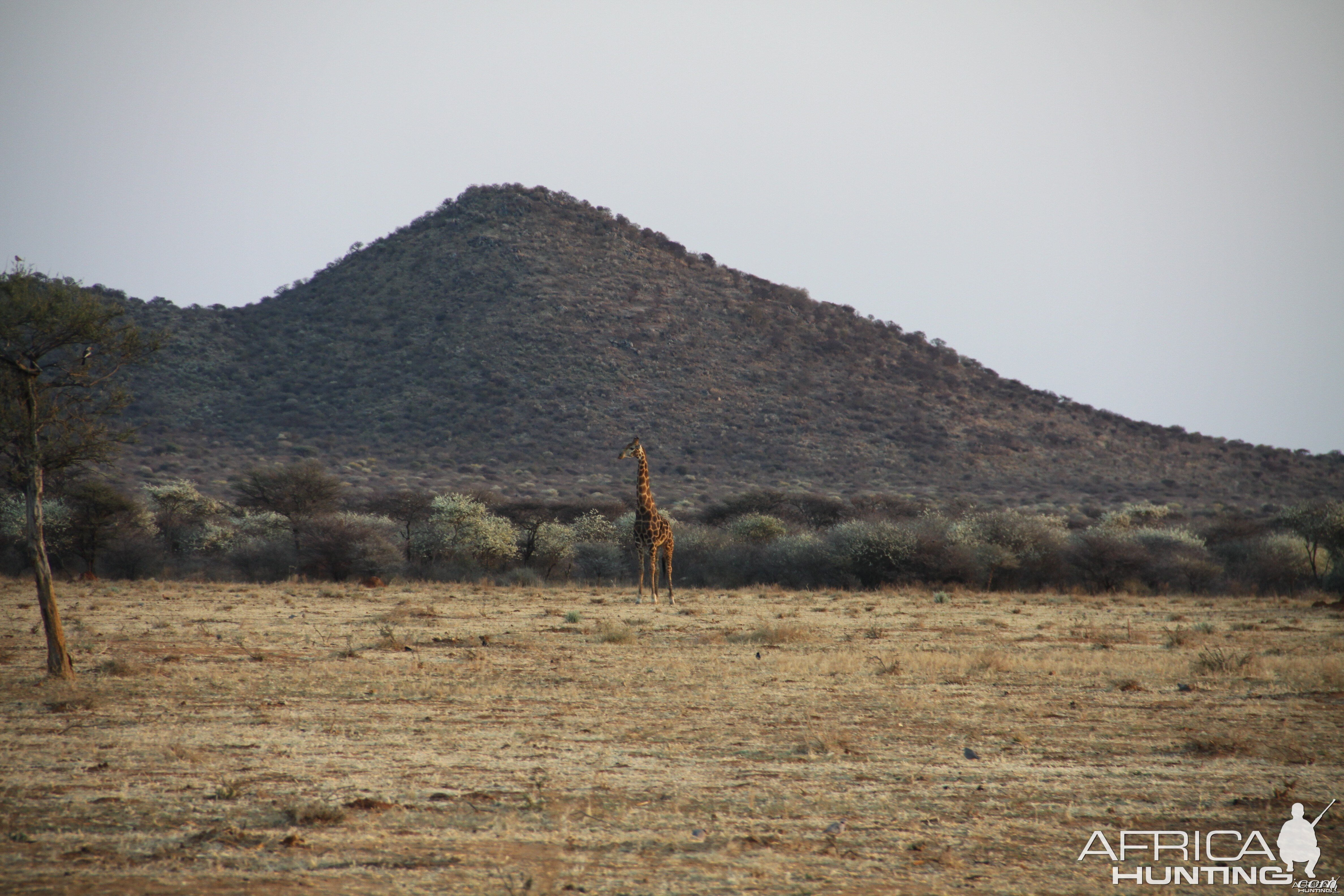 Giraffe Namibia