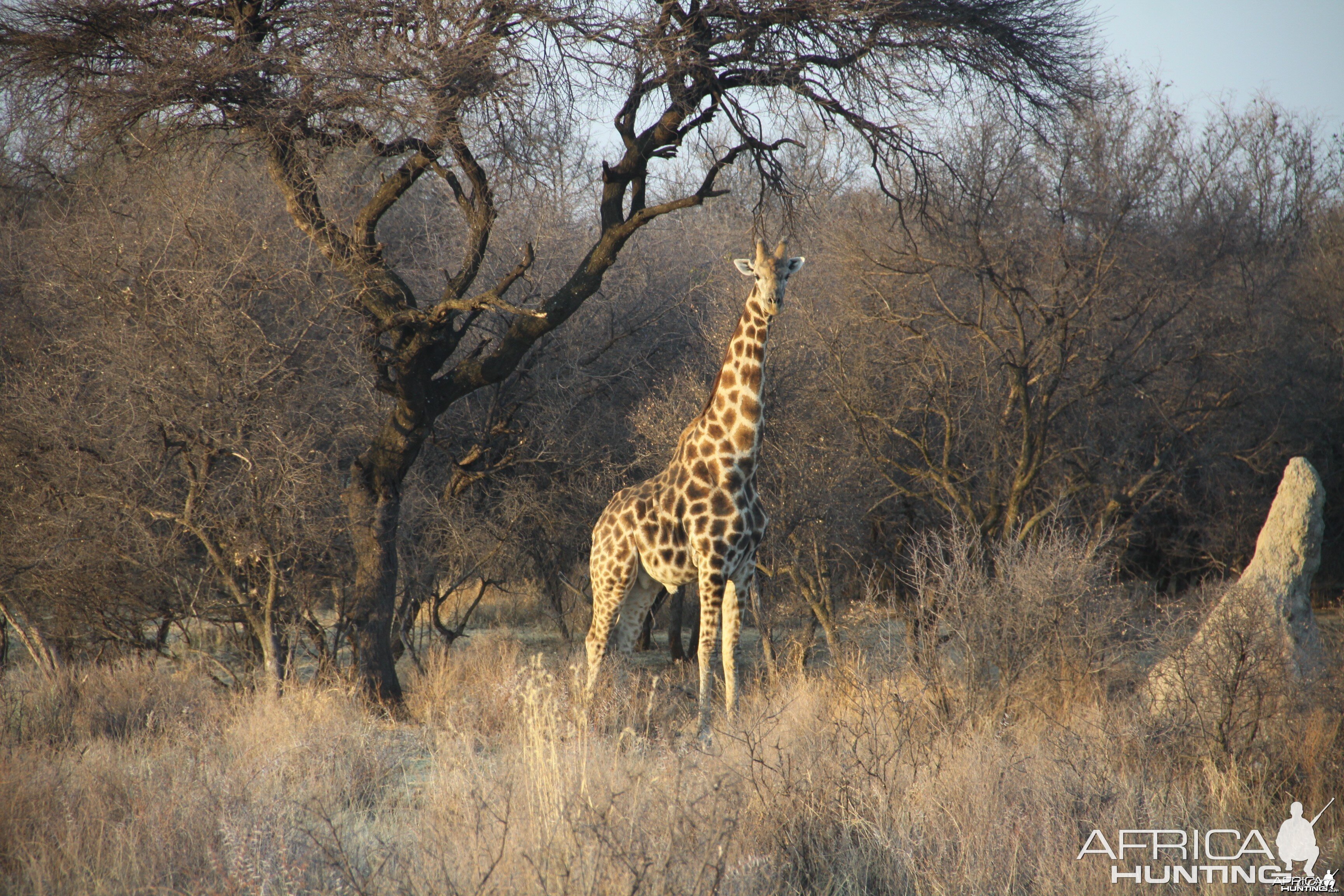 Giraffe Namibia