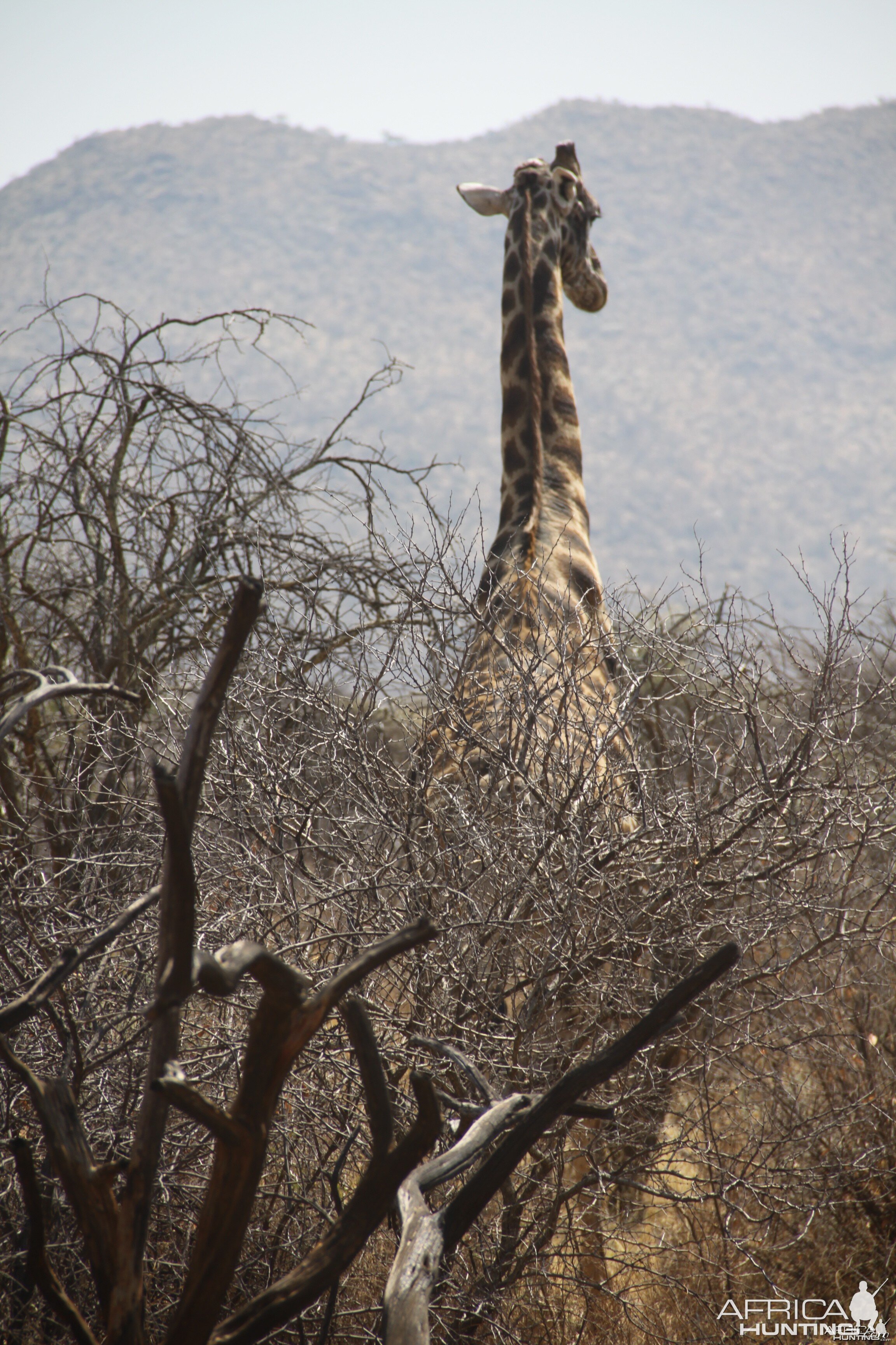 Giraffe Namibia