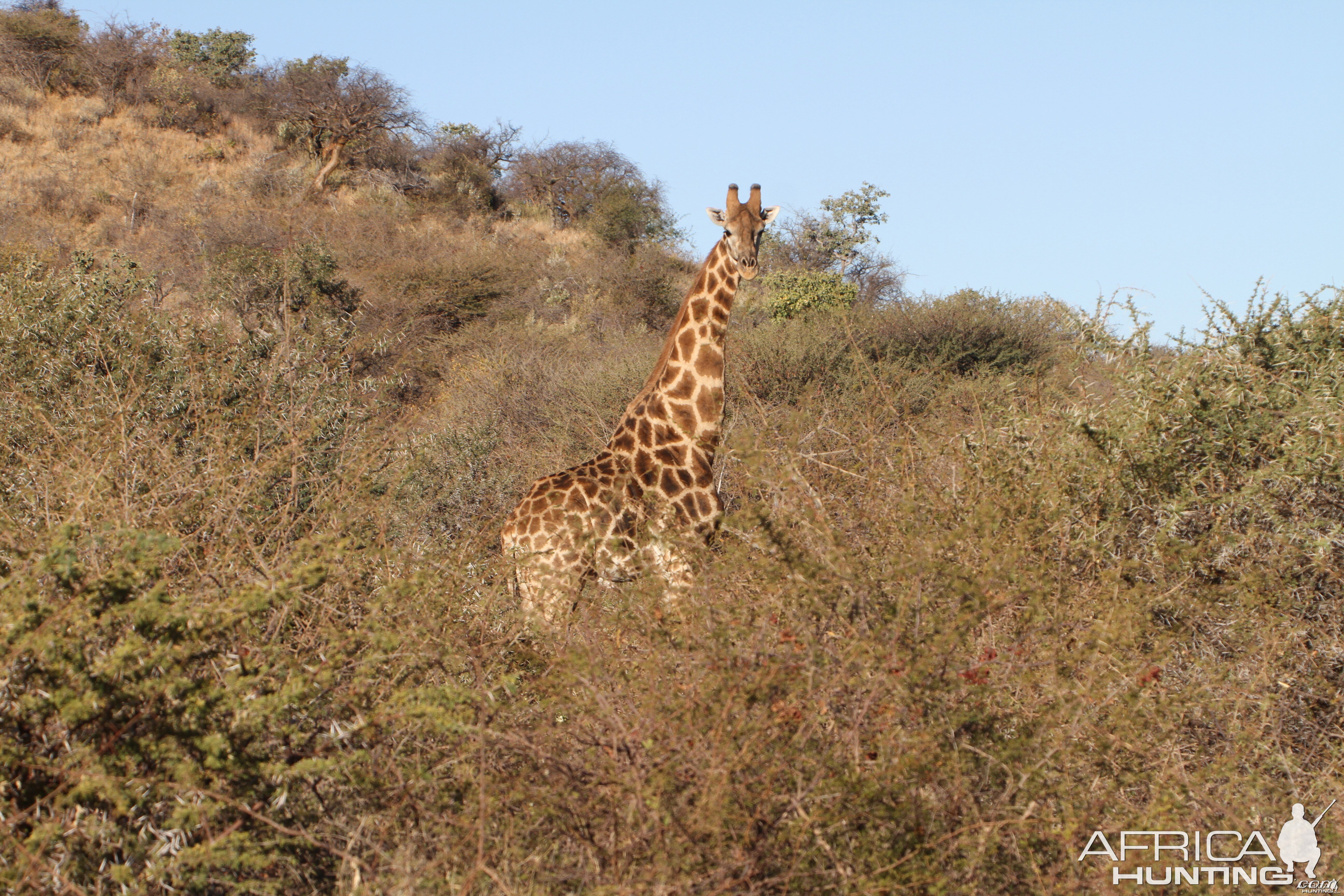 Giraffe Namibia