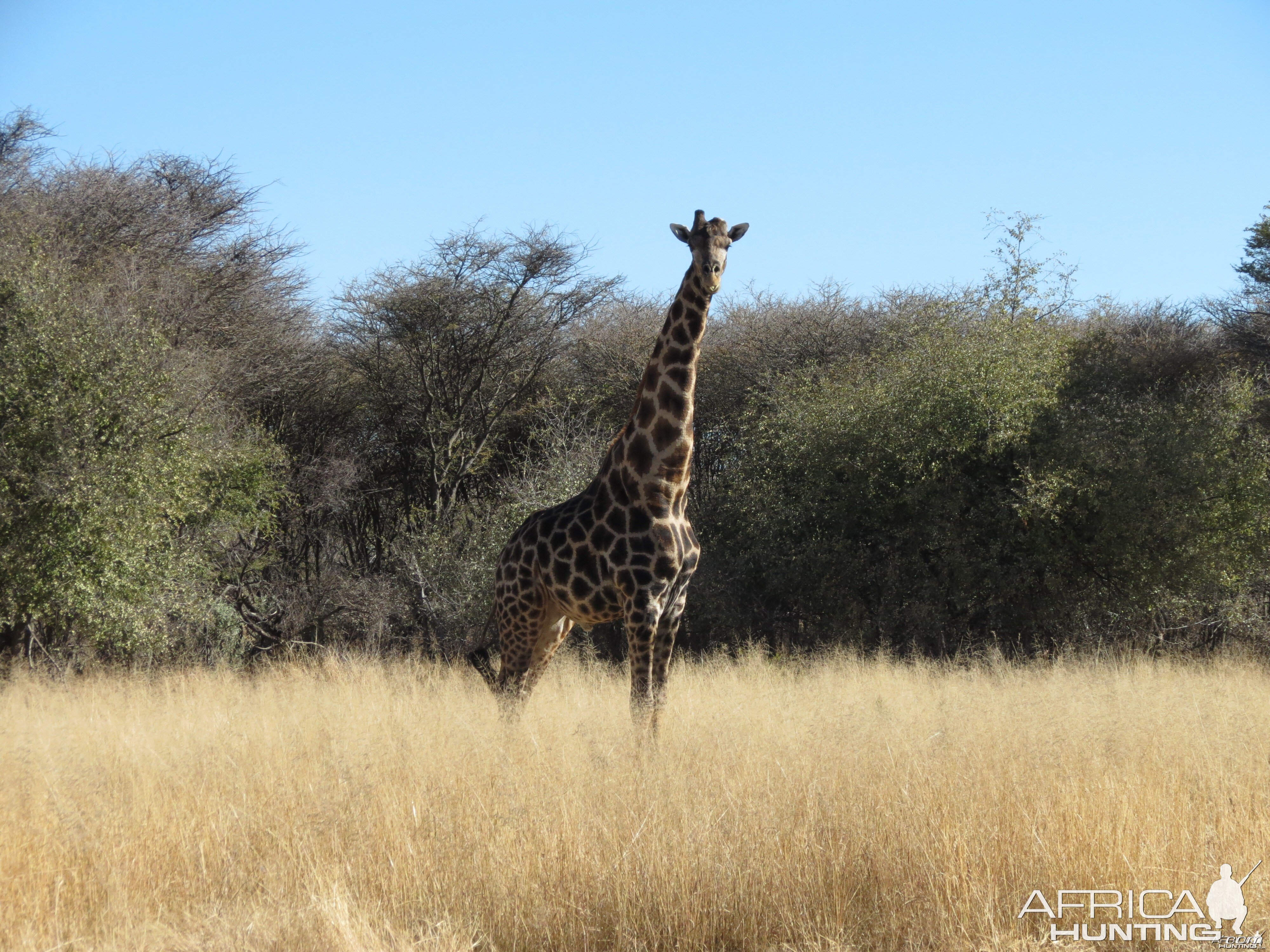 Giraffe Namibia