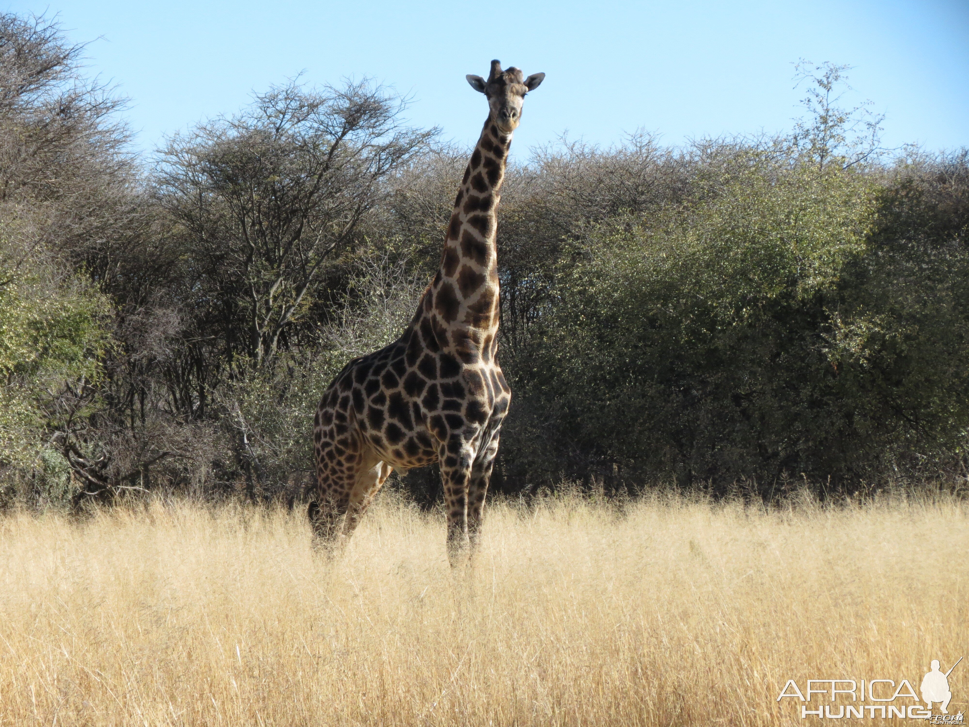 Giraffe Namibia