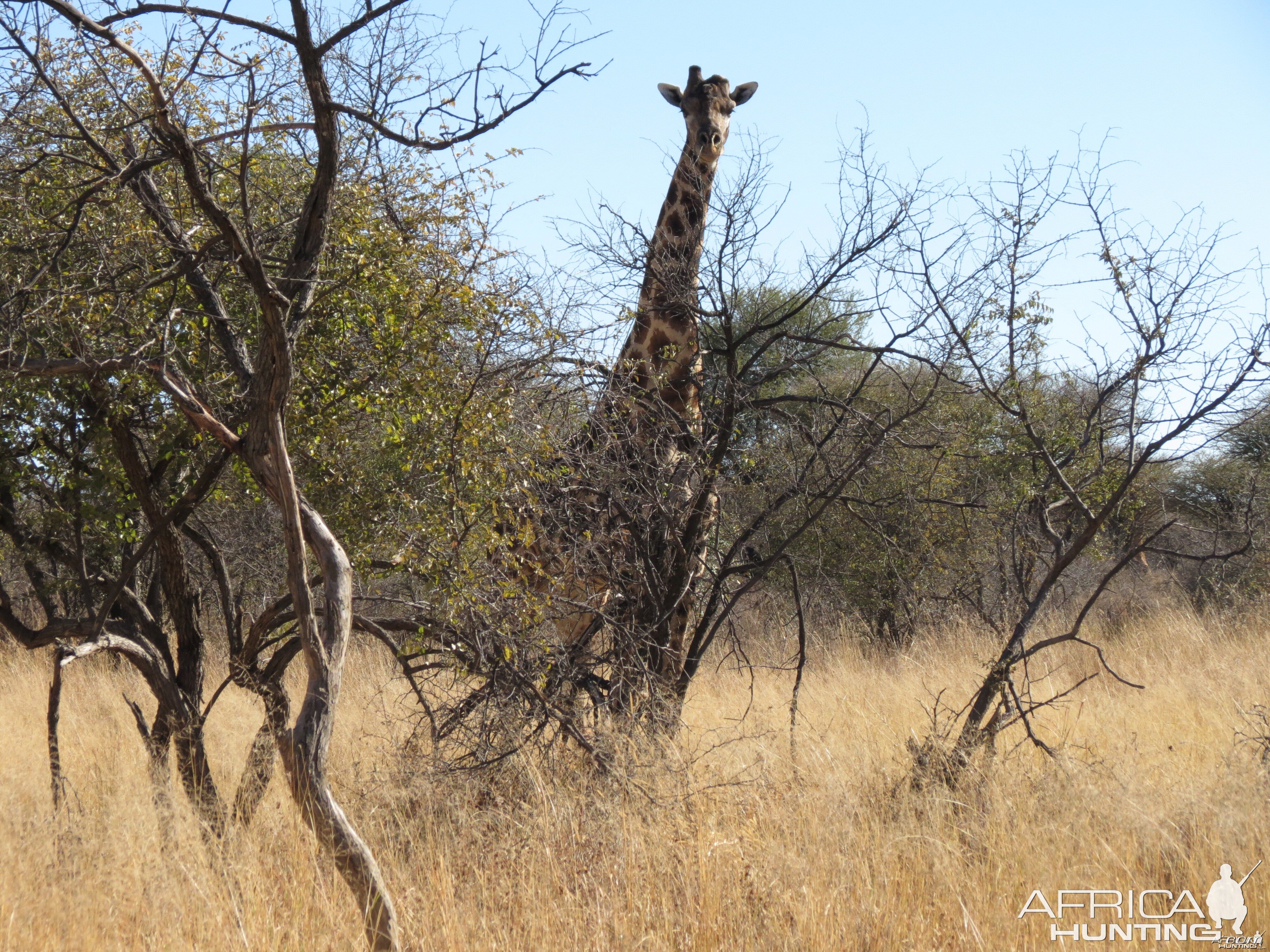 Giraffe Namibia