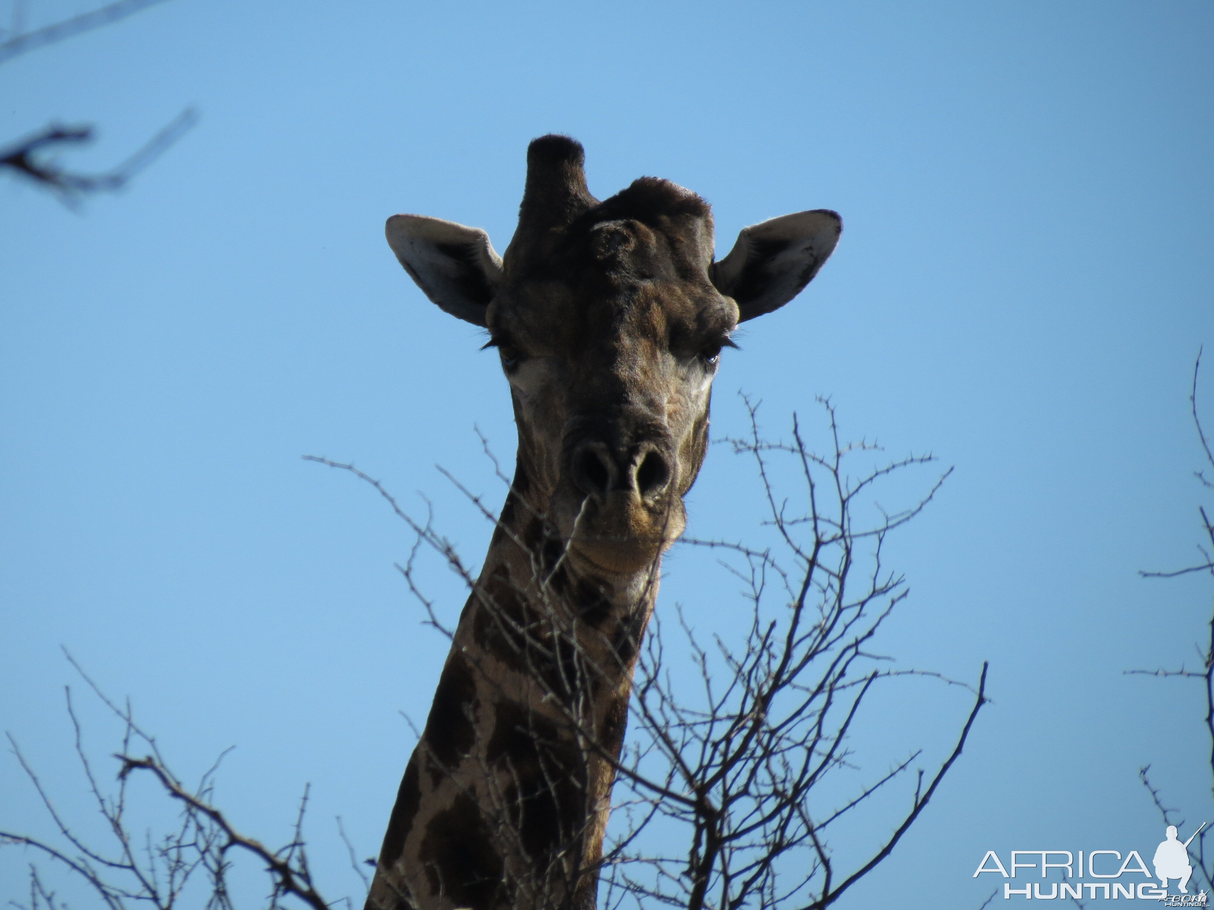 Giraffe Namibia