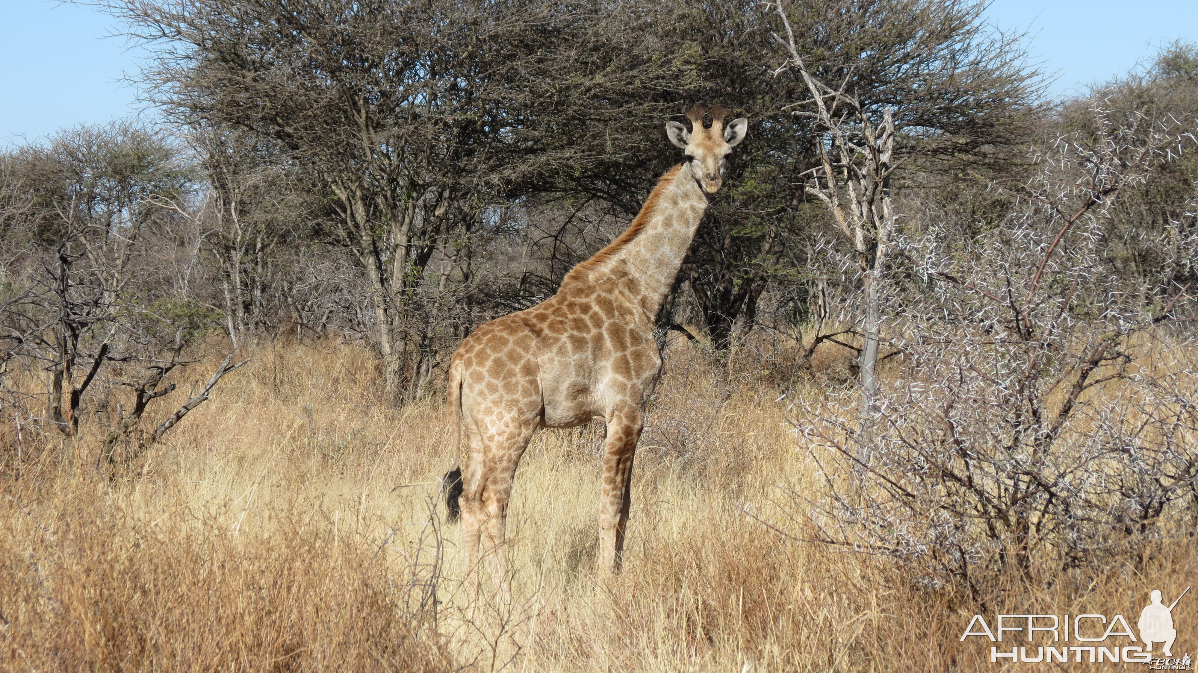 Giraffe Namibia