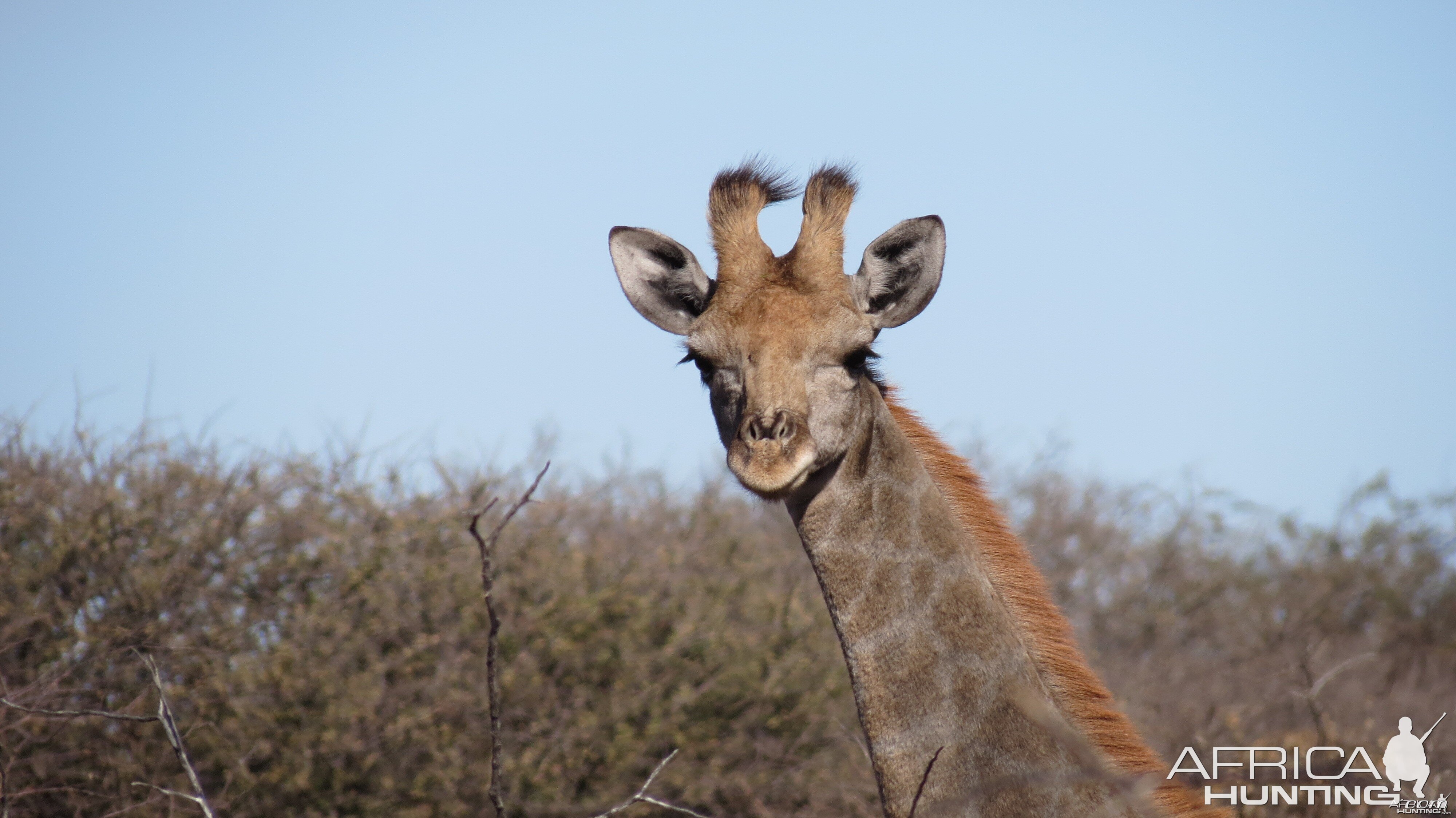 Giraffe Namibia