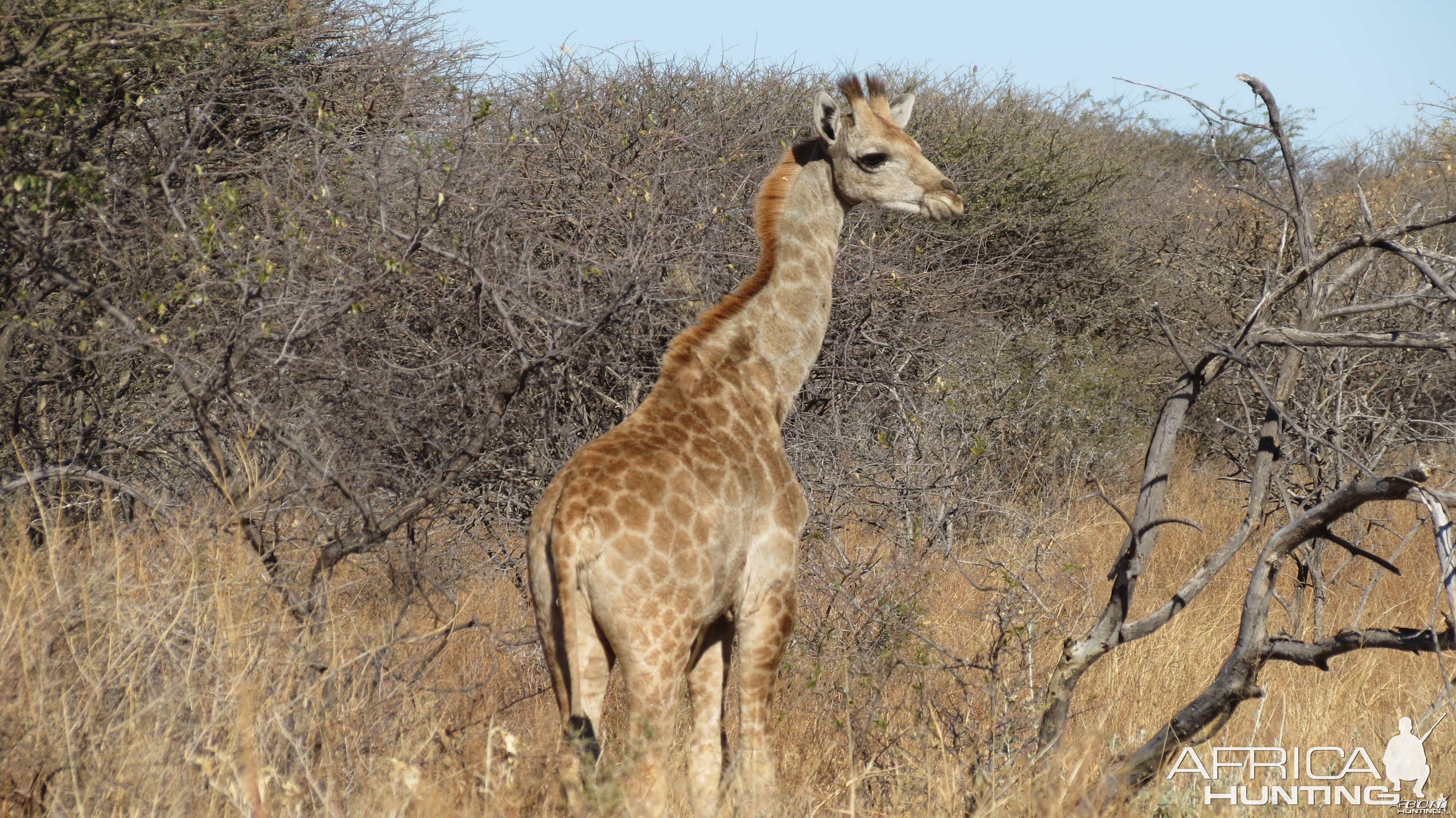 Giraffe Namibia