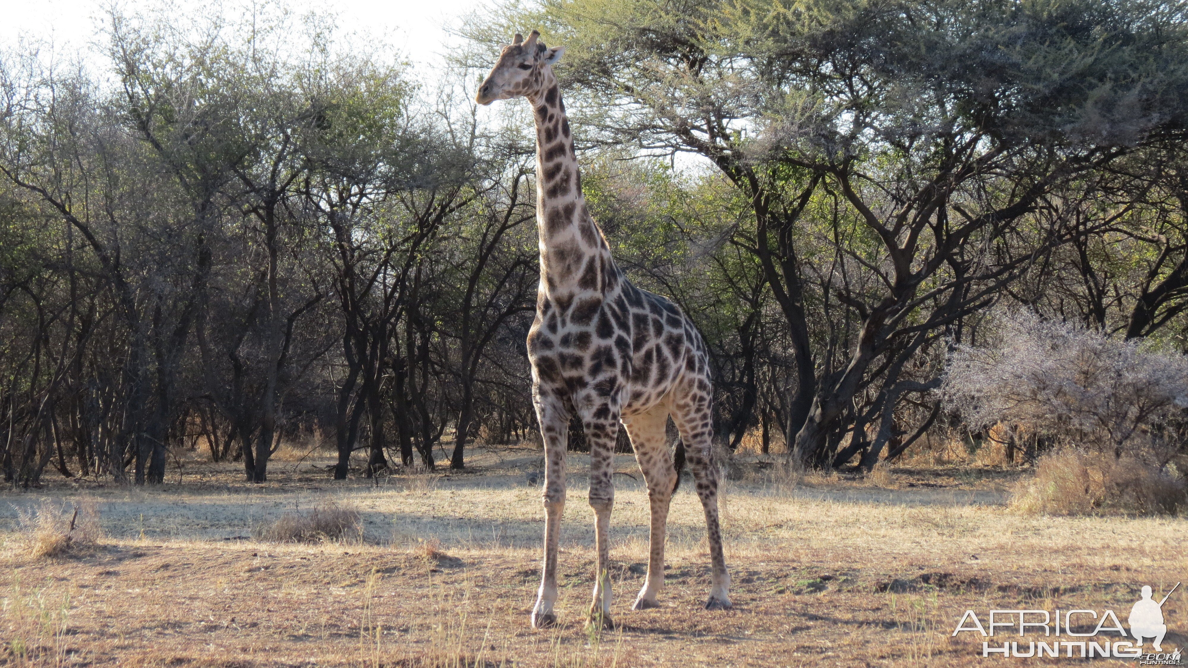 Giraffe Namibia