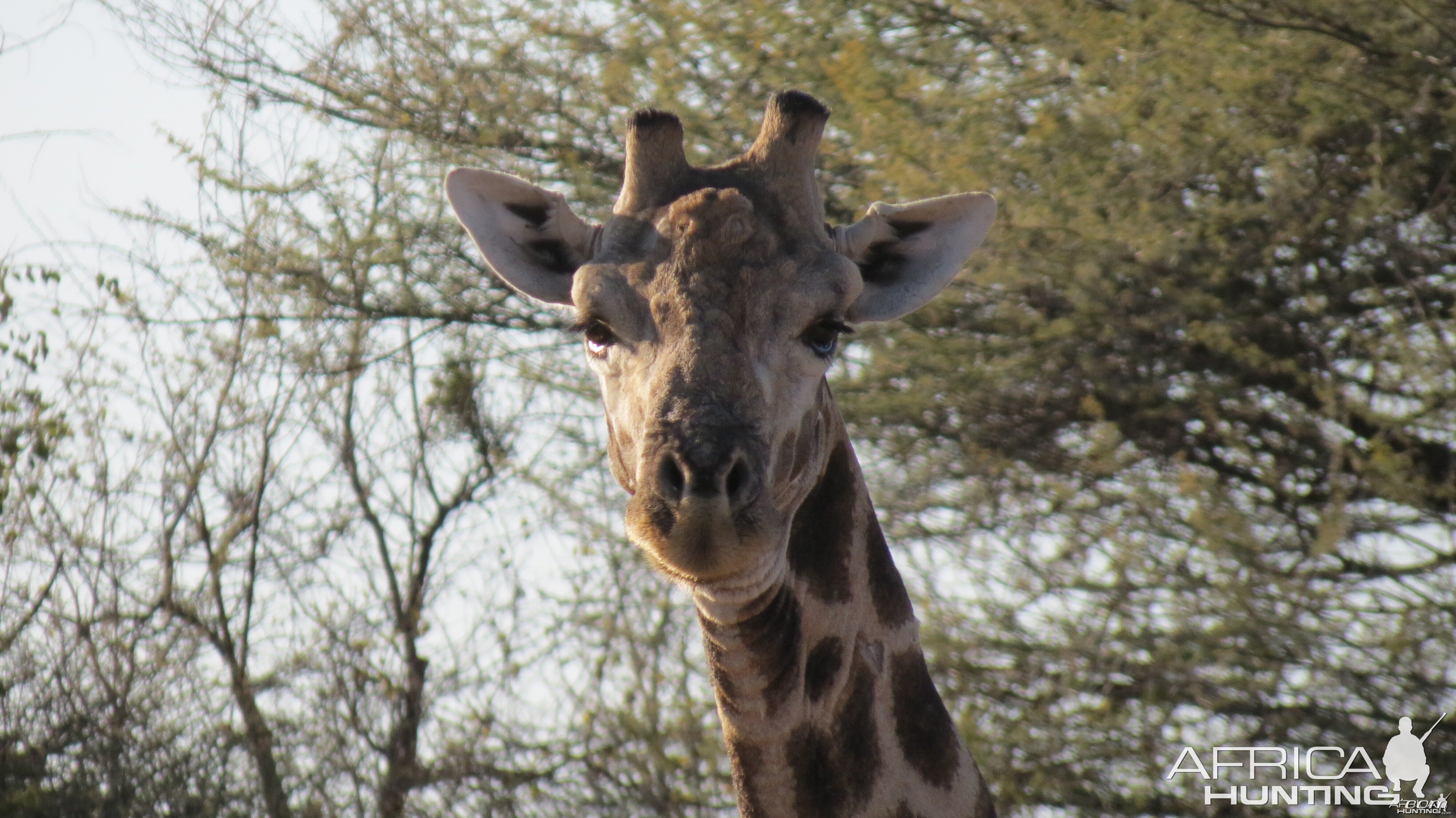 Giraffe Namibia