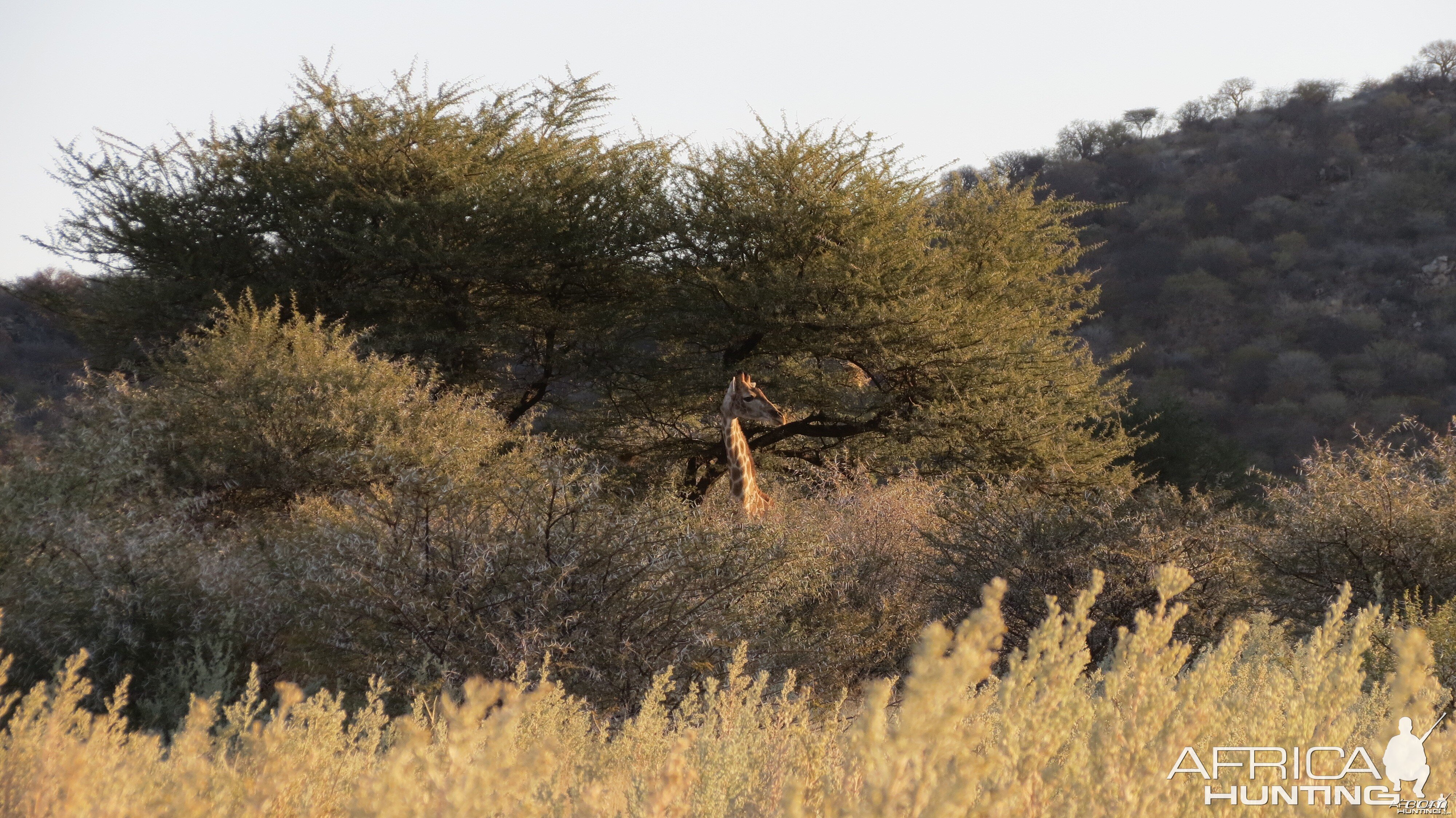 Giraffe Namibia