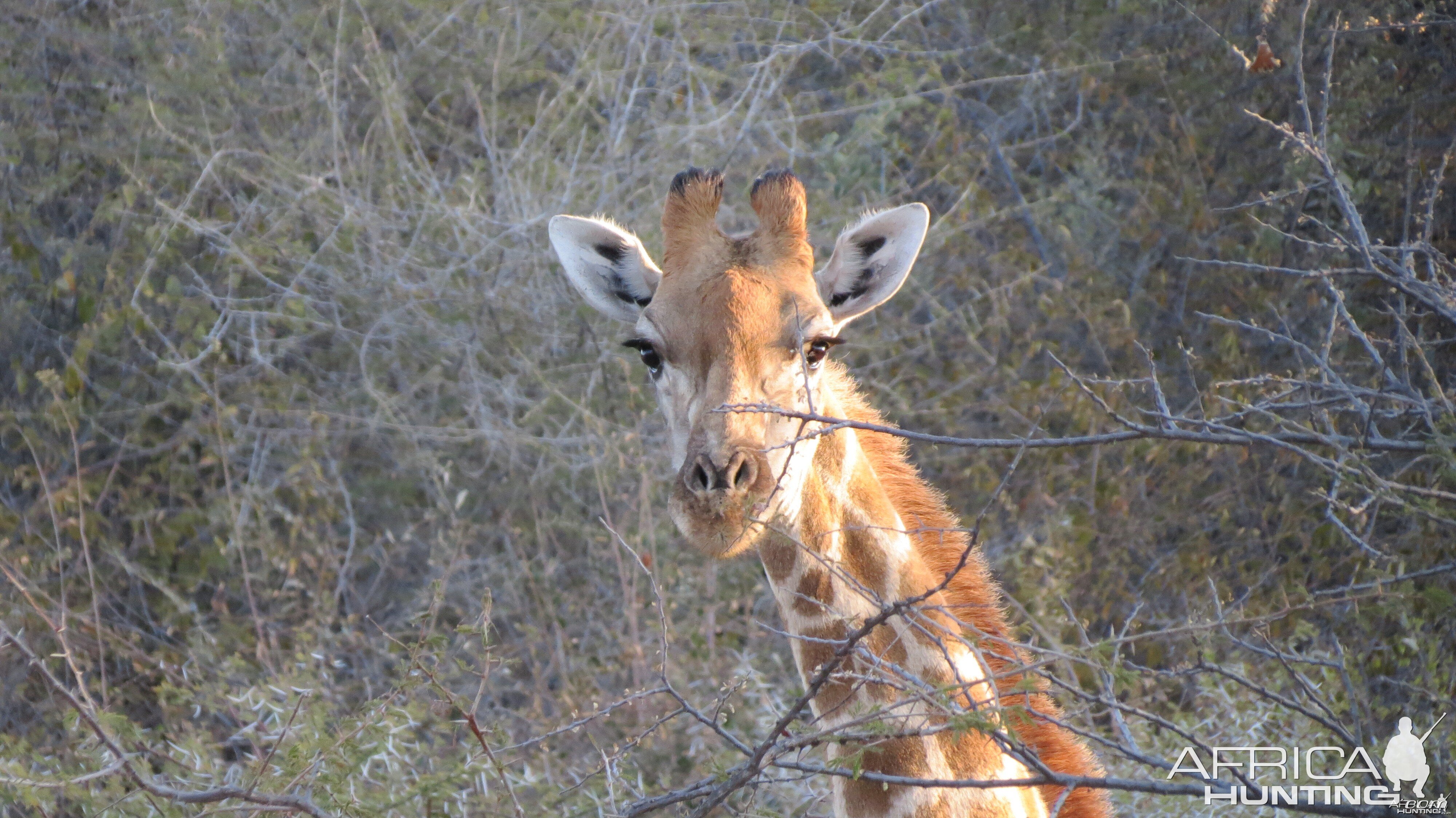 Giraffe Namibia