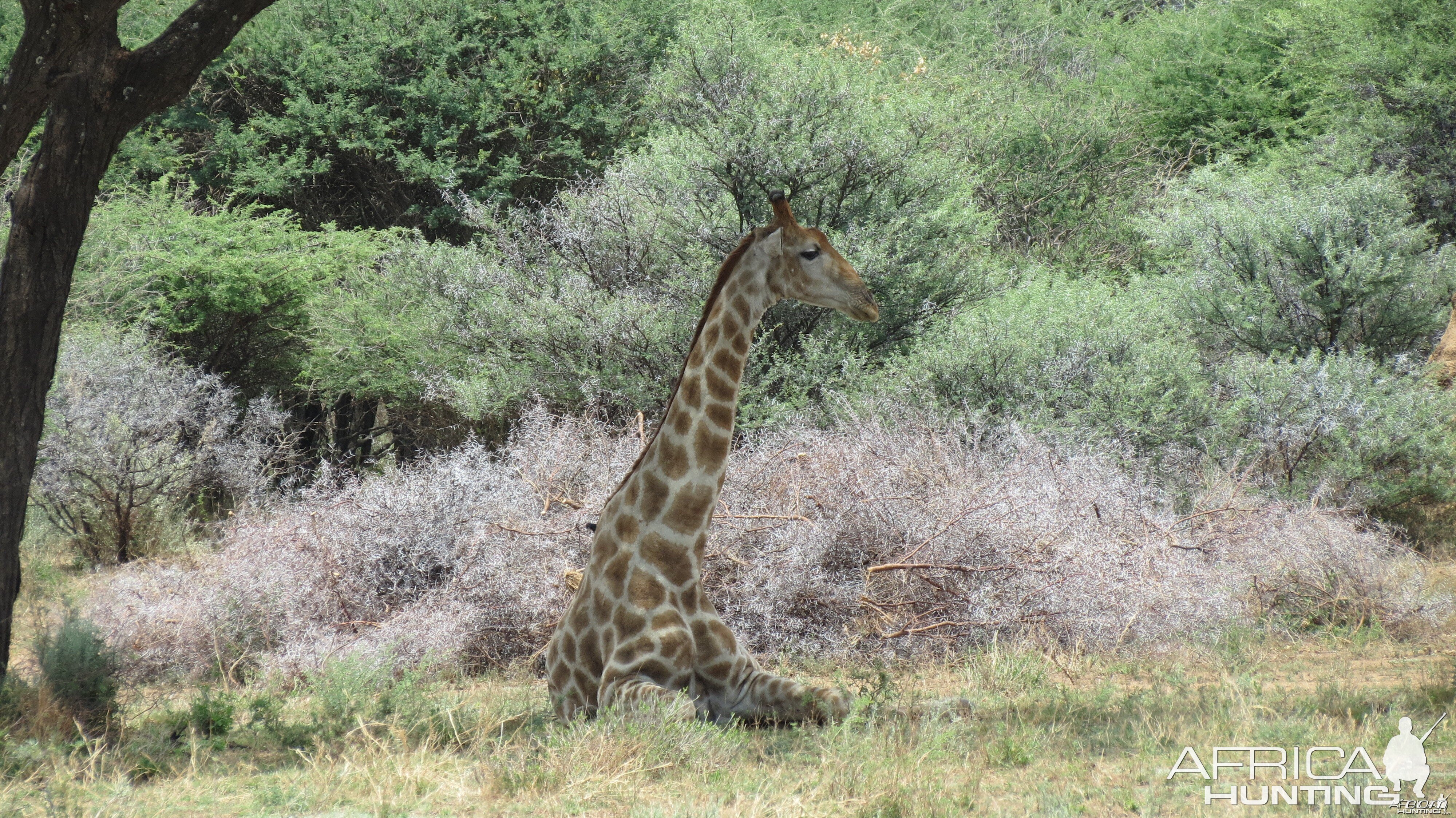 Giraffe Namibia