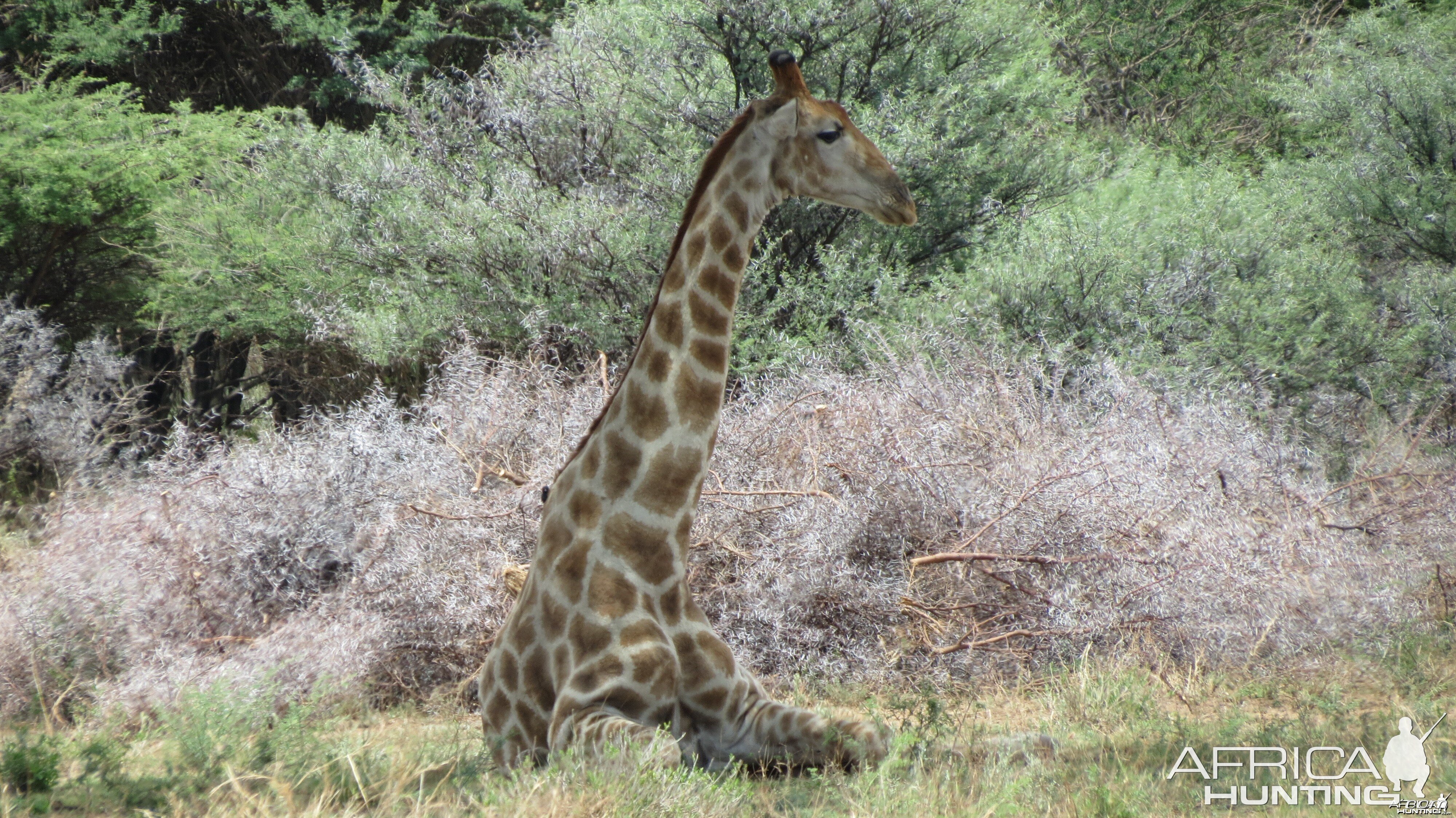 Giraffe Namibia