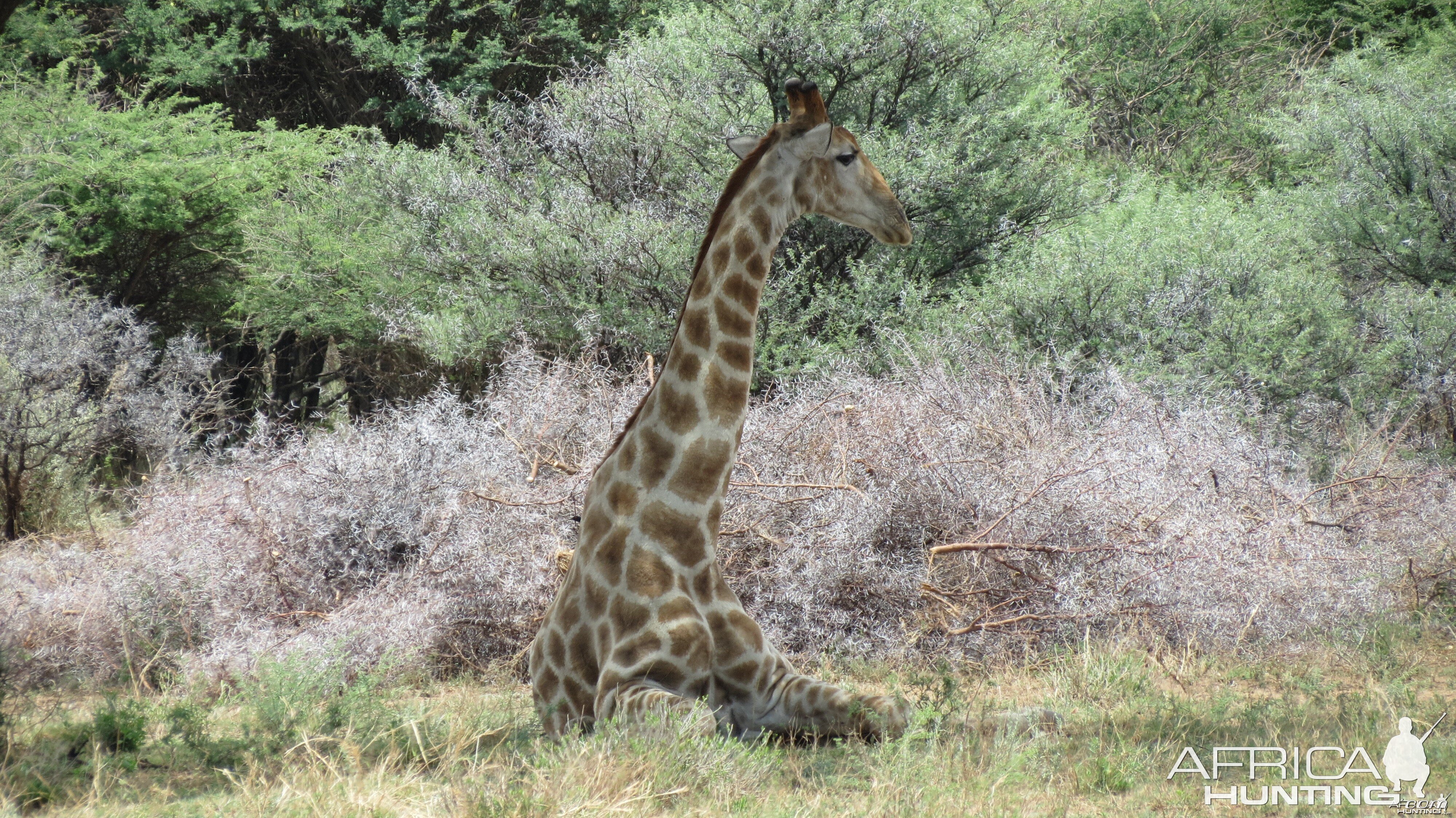 Giraffe Namibia