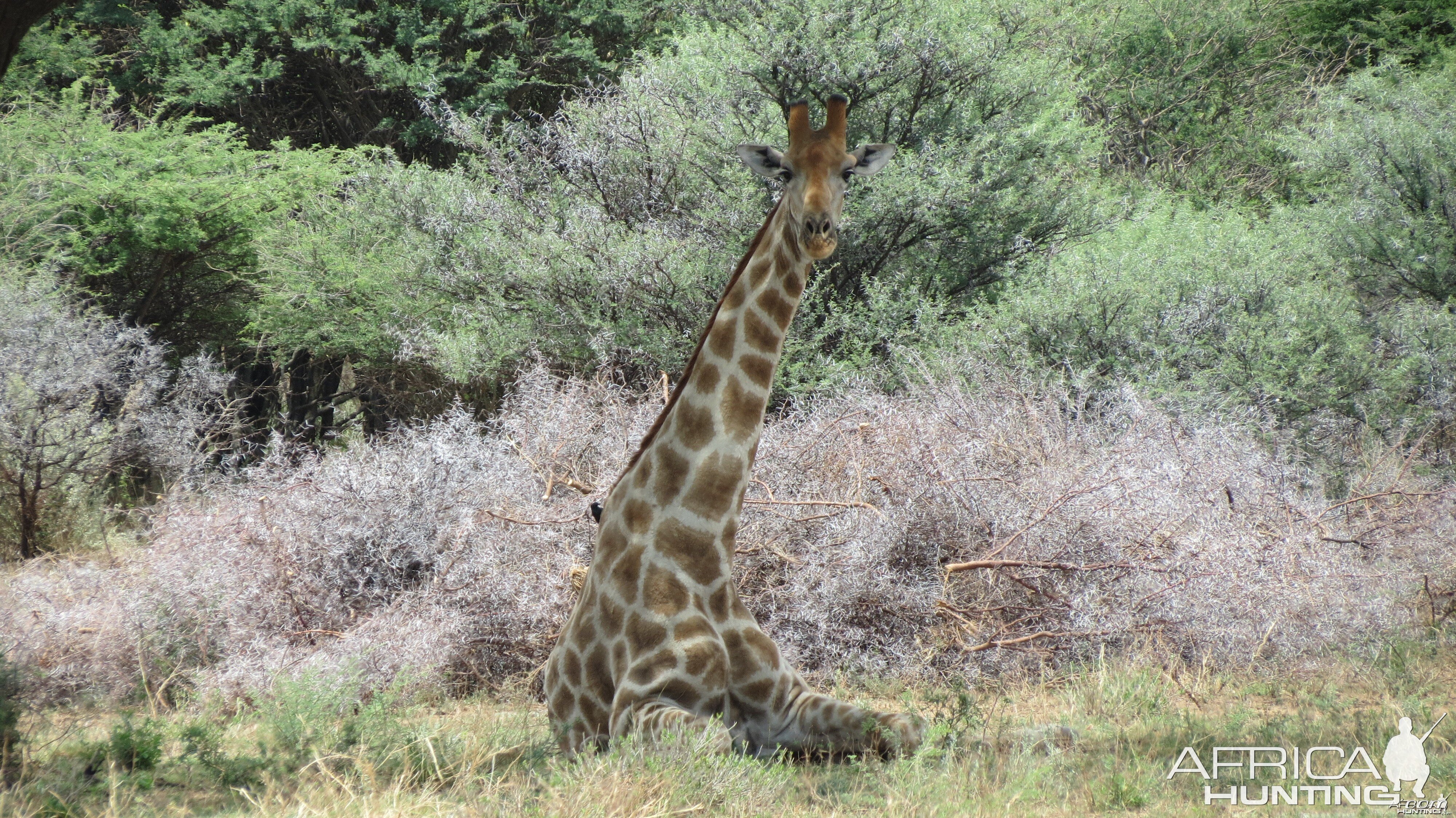 Giraffe Namibia