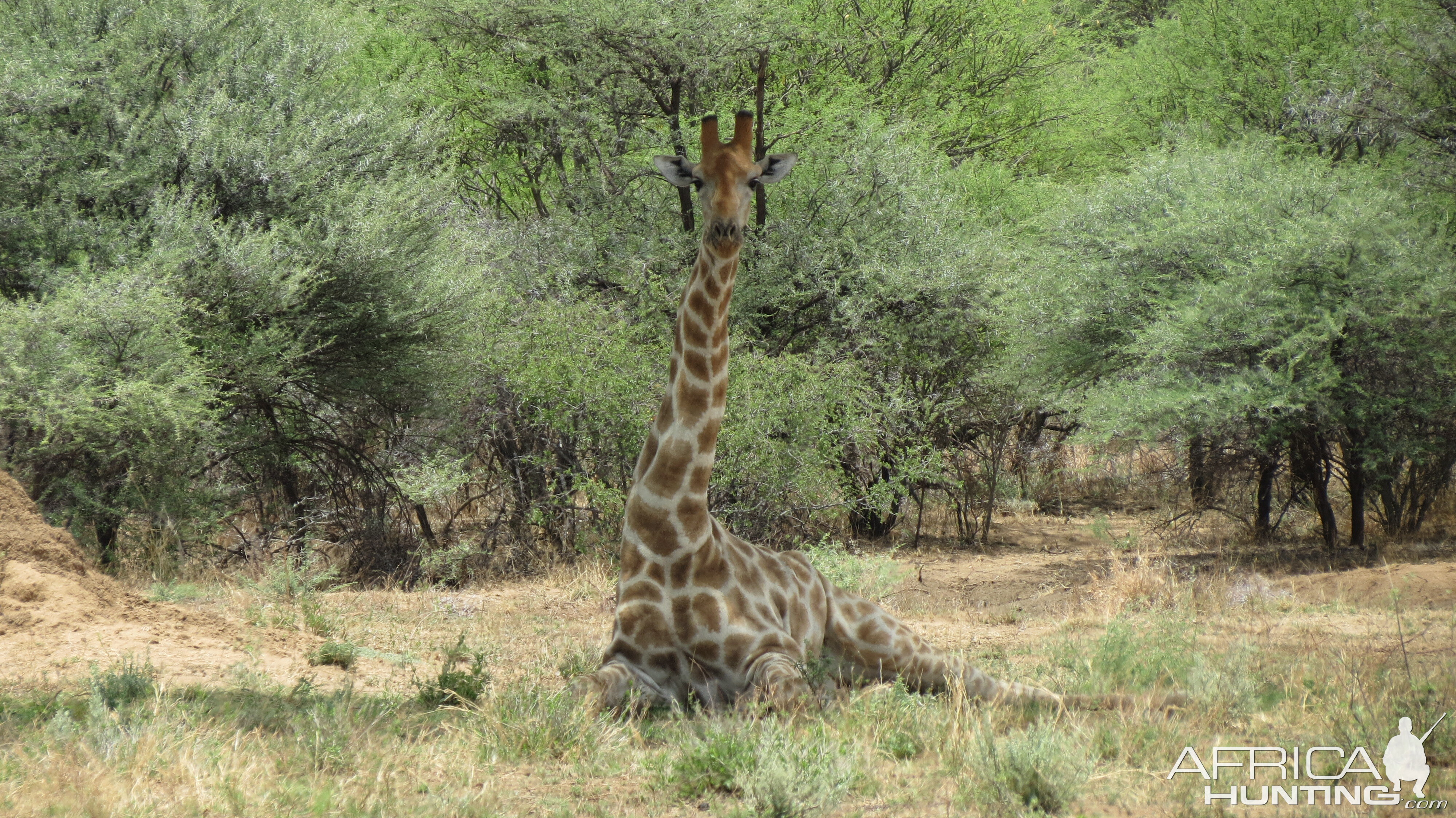 Giraffe Namibia