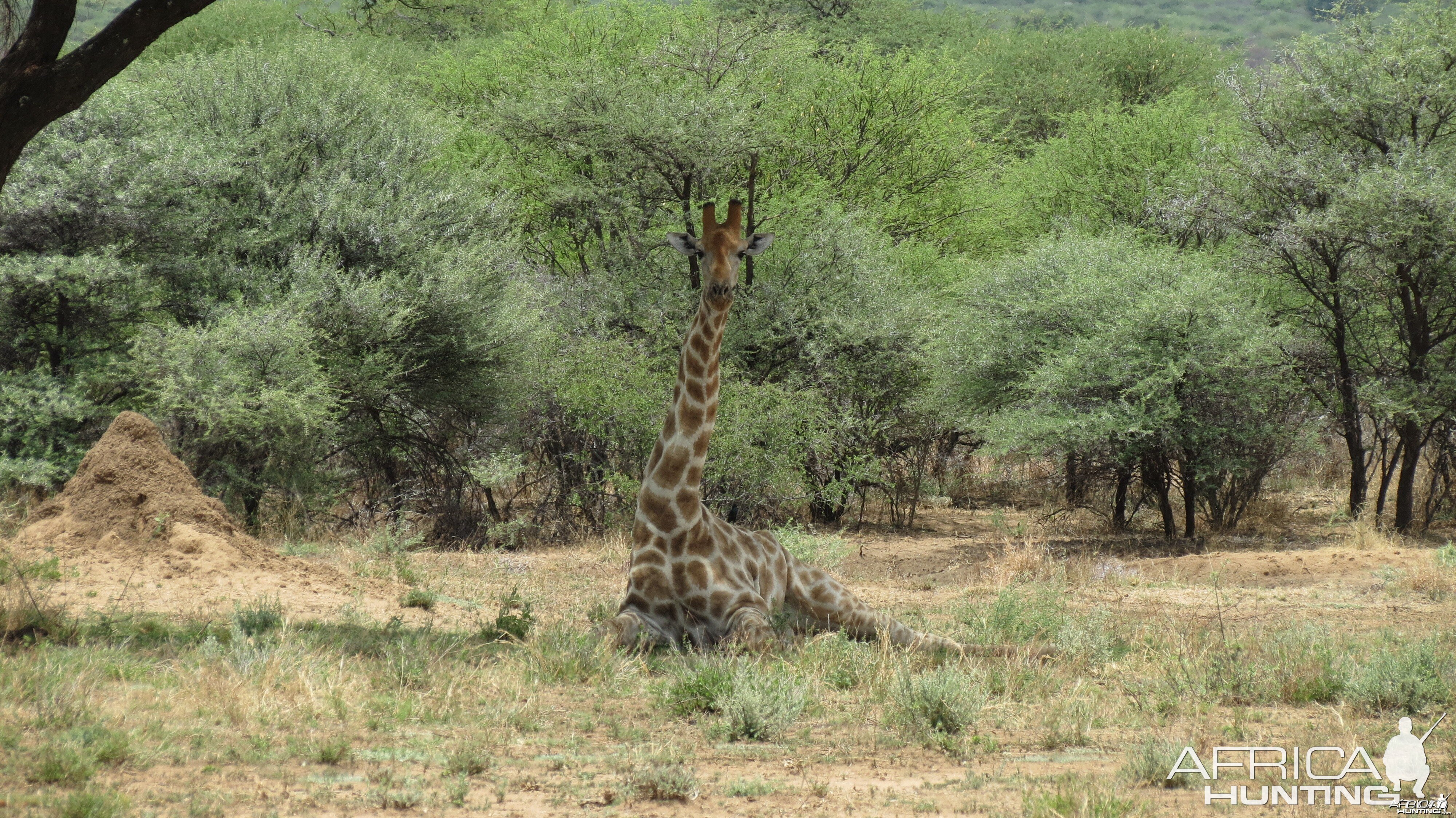 Giraffe Namibia