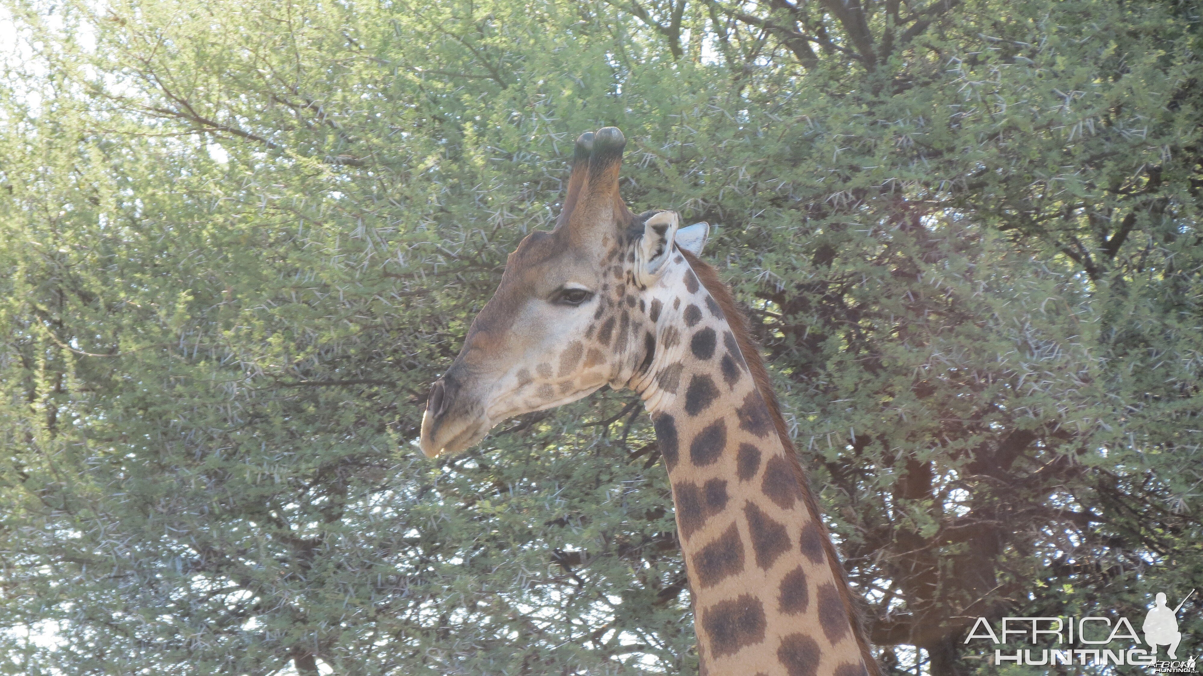 Giraffe Namibia