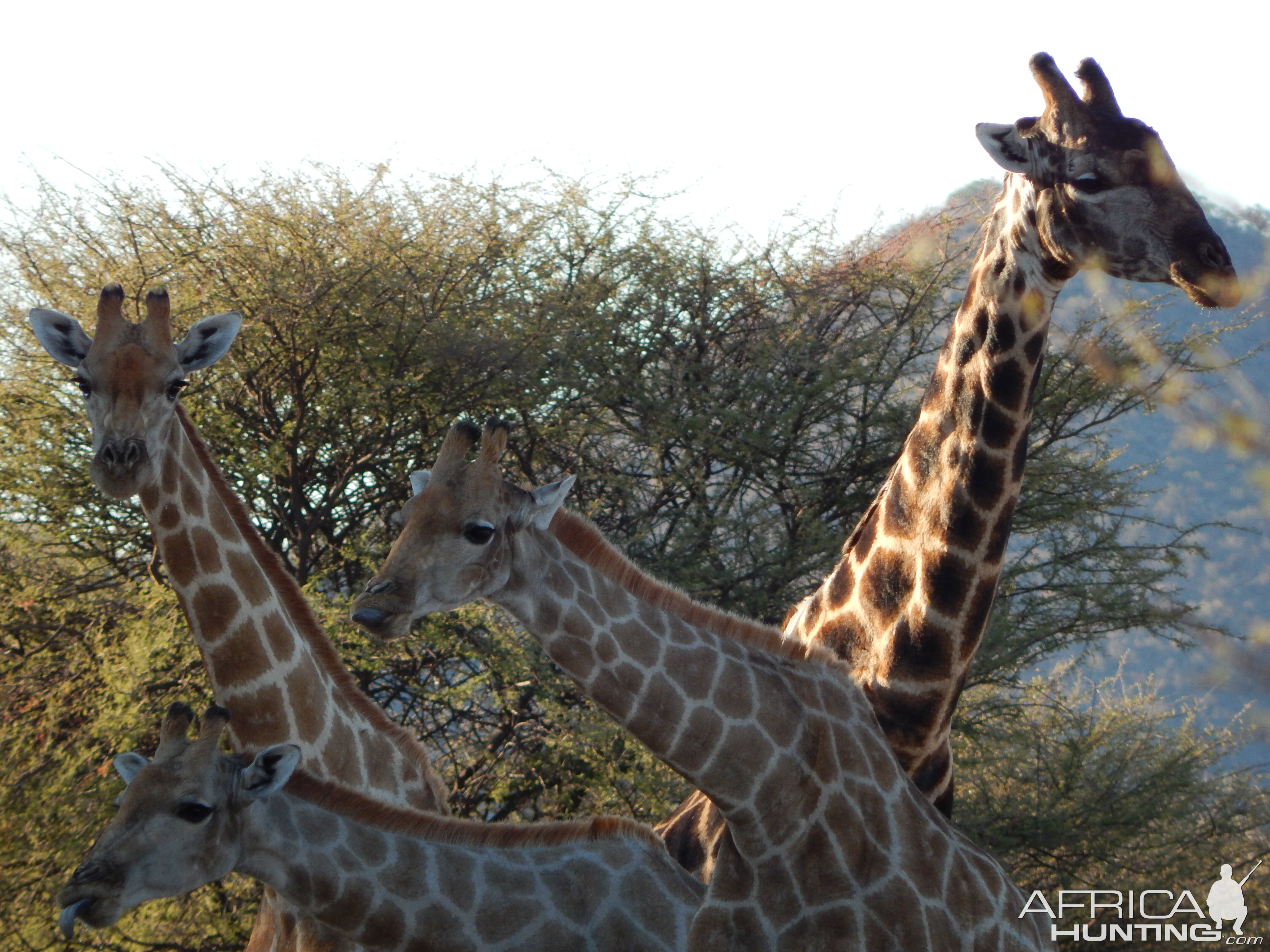 Giraffe Namibia