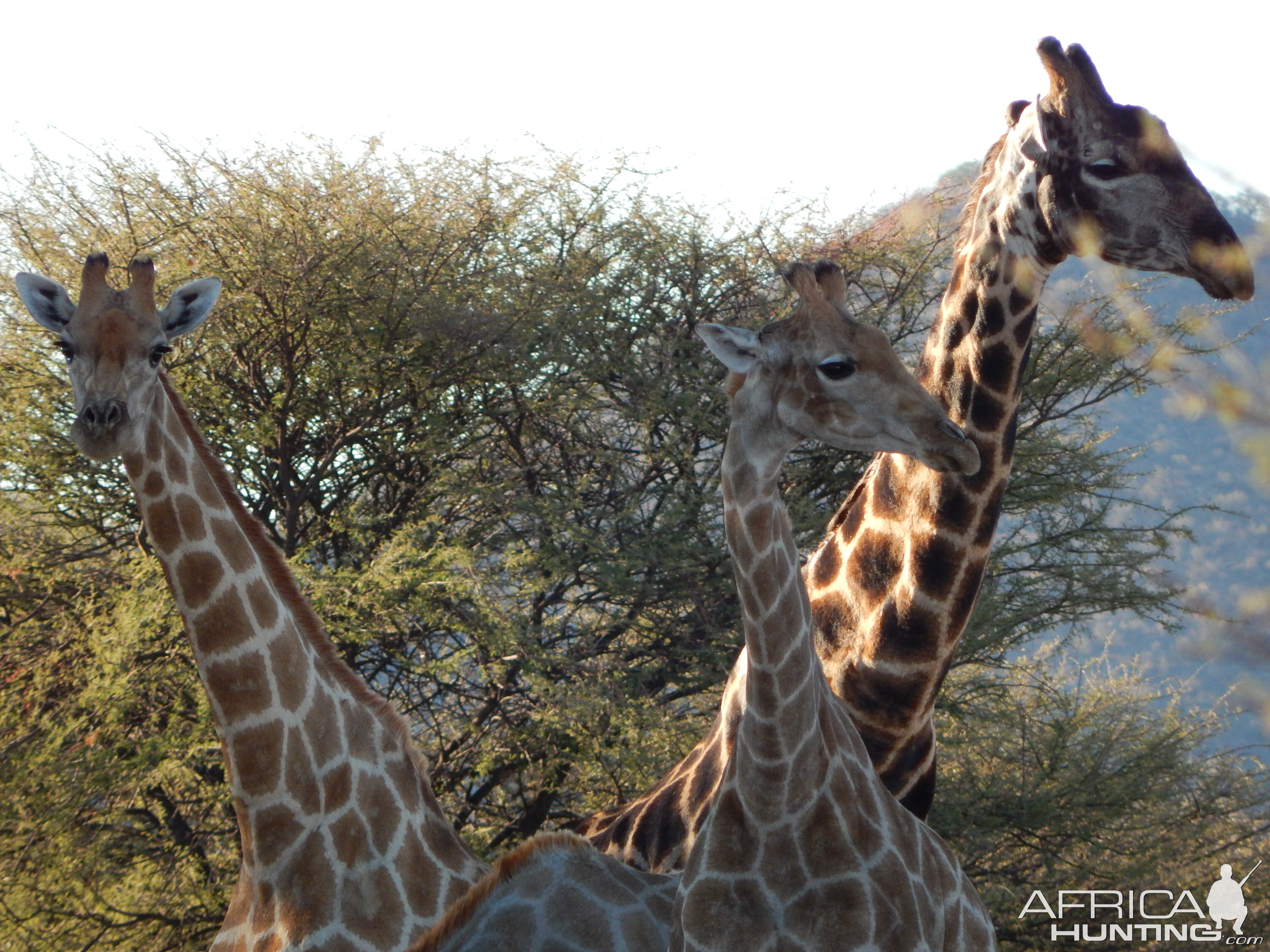 Giraffe Namibia