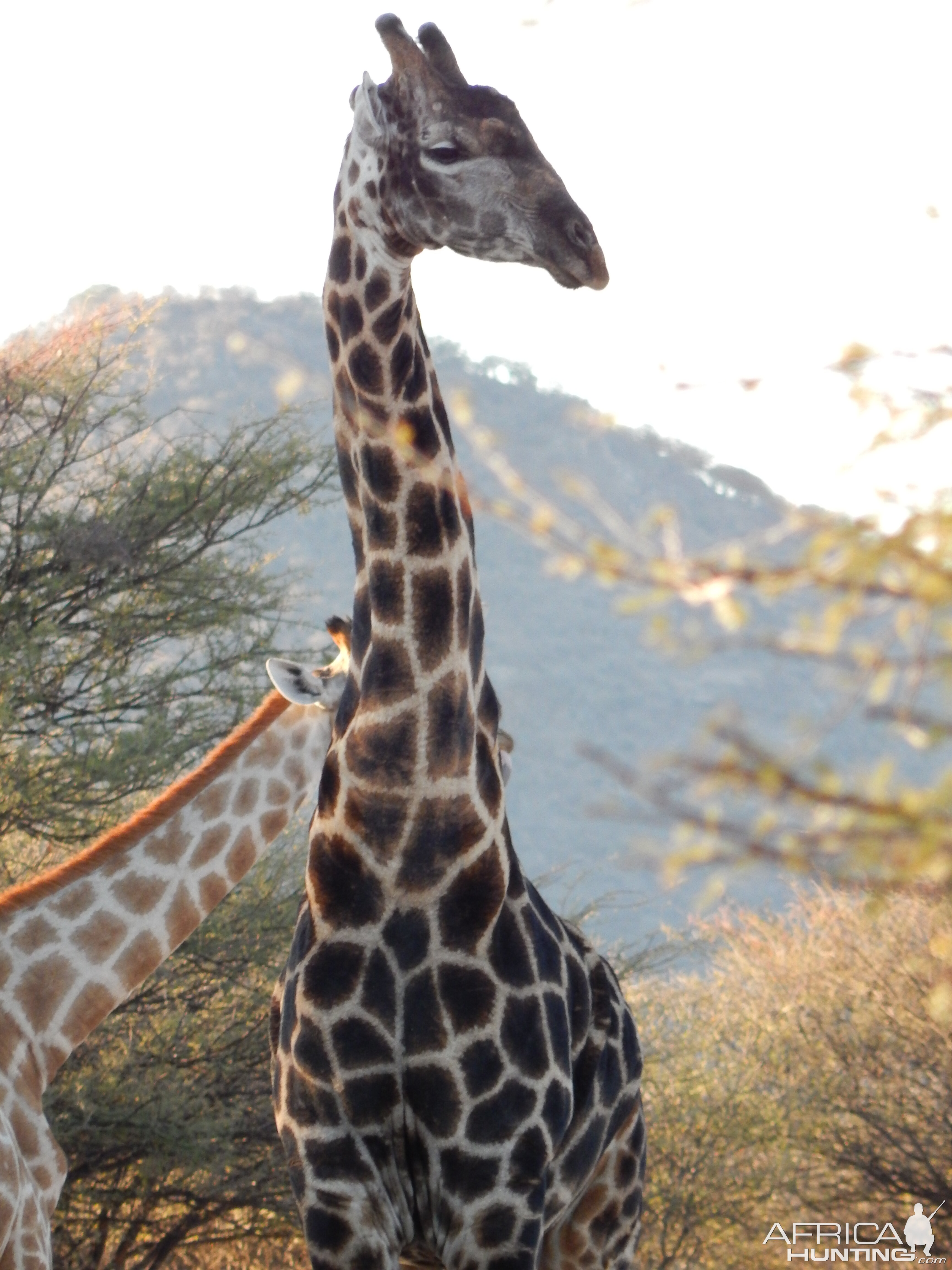 Giraffe Namibia