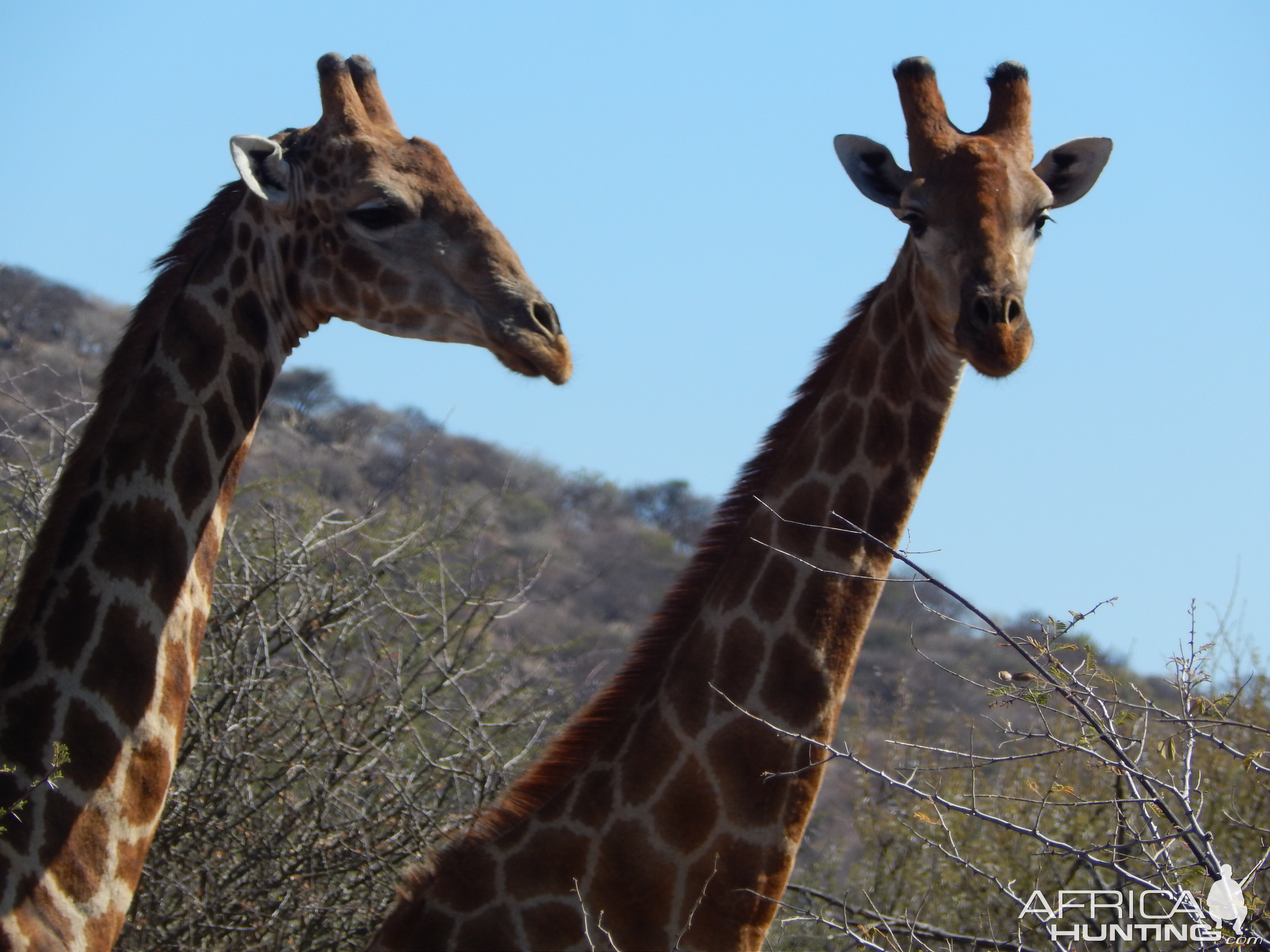 Giraffe Namibia