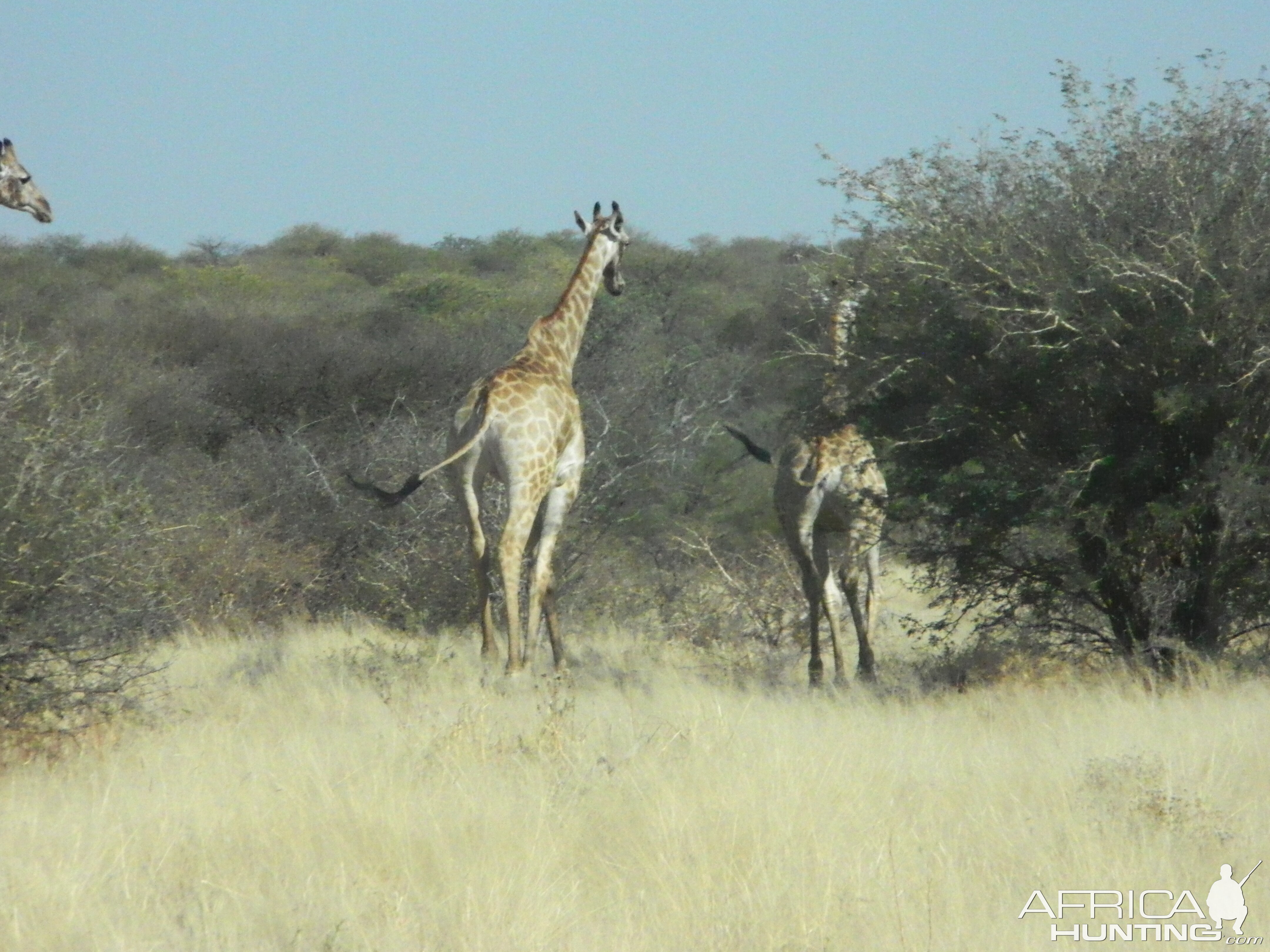 Giraffe Namibia