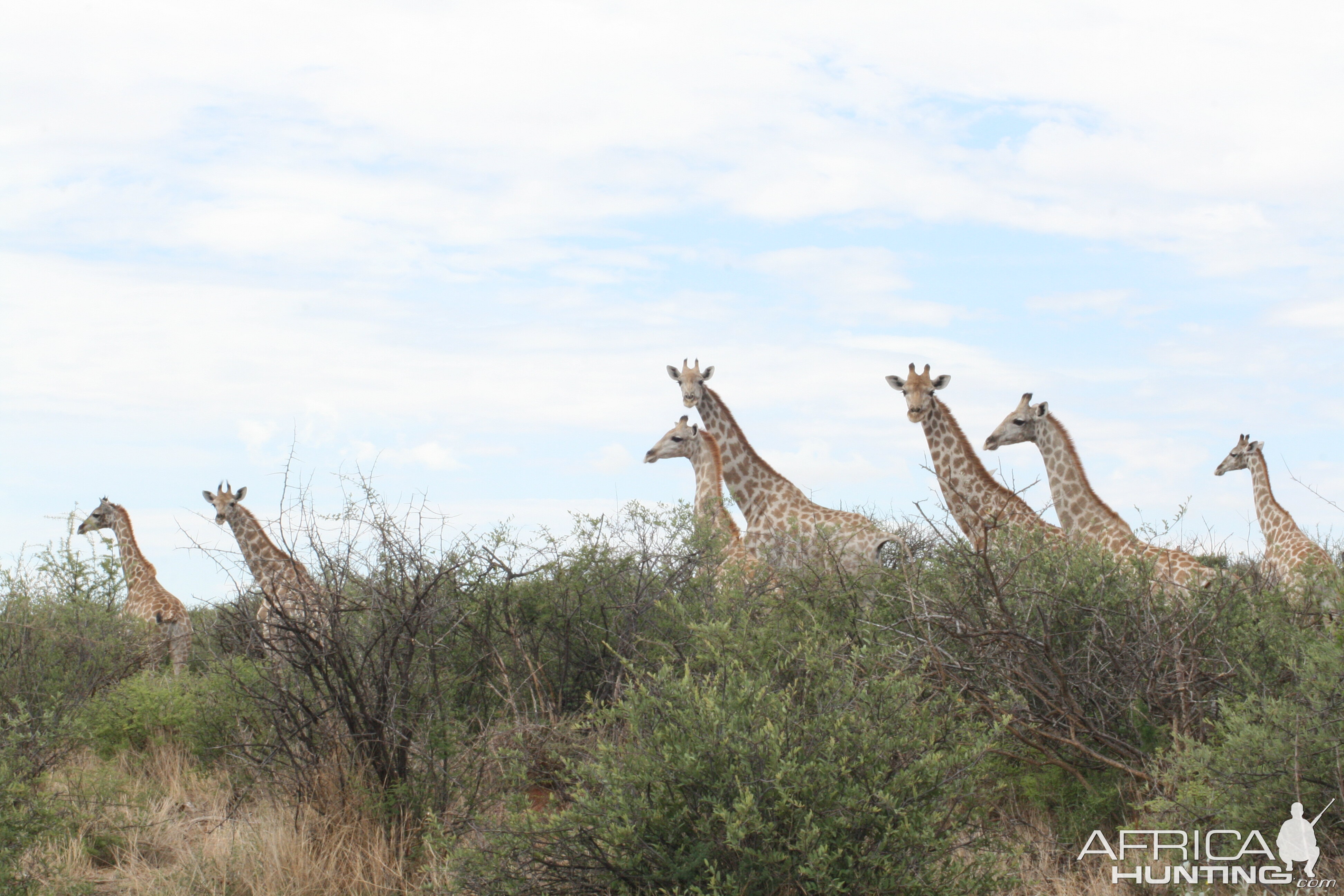 Giraffe Namibia